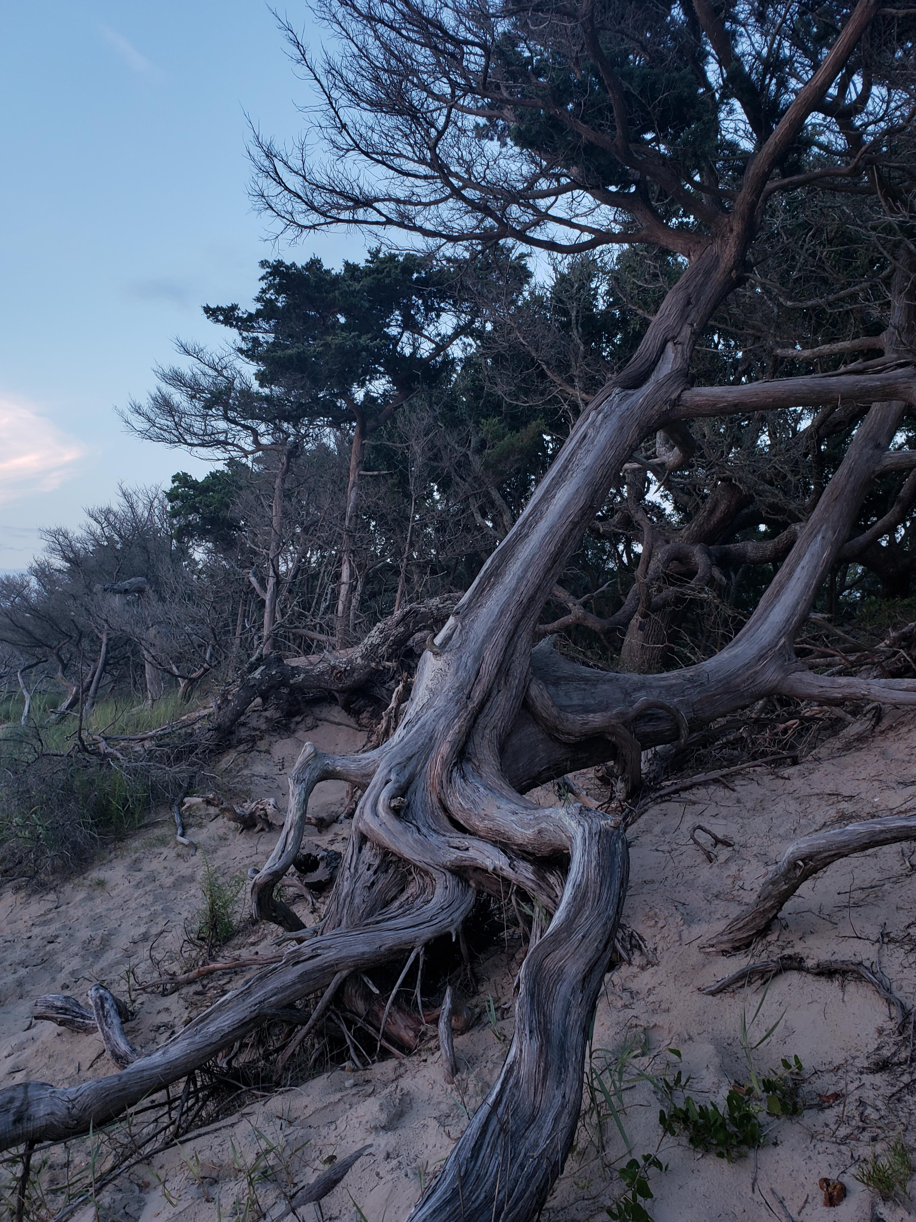 cool lil tree r/Outdoors