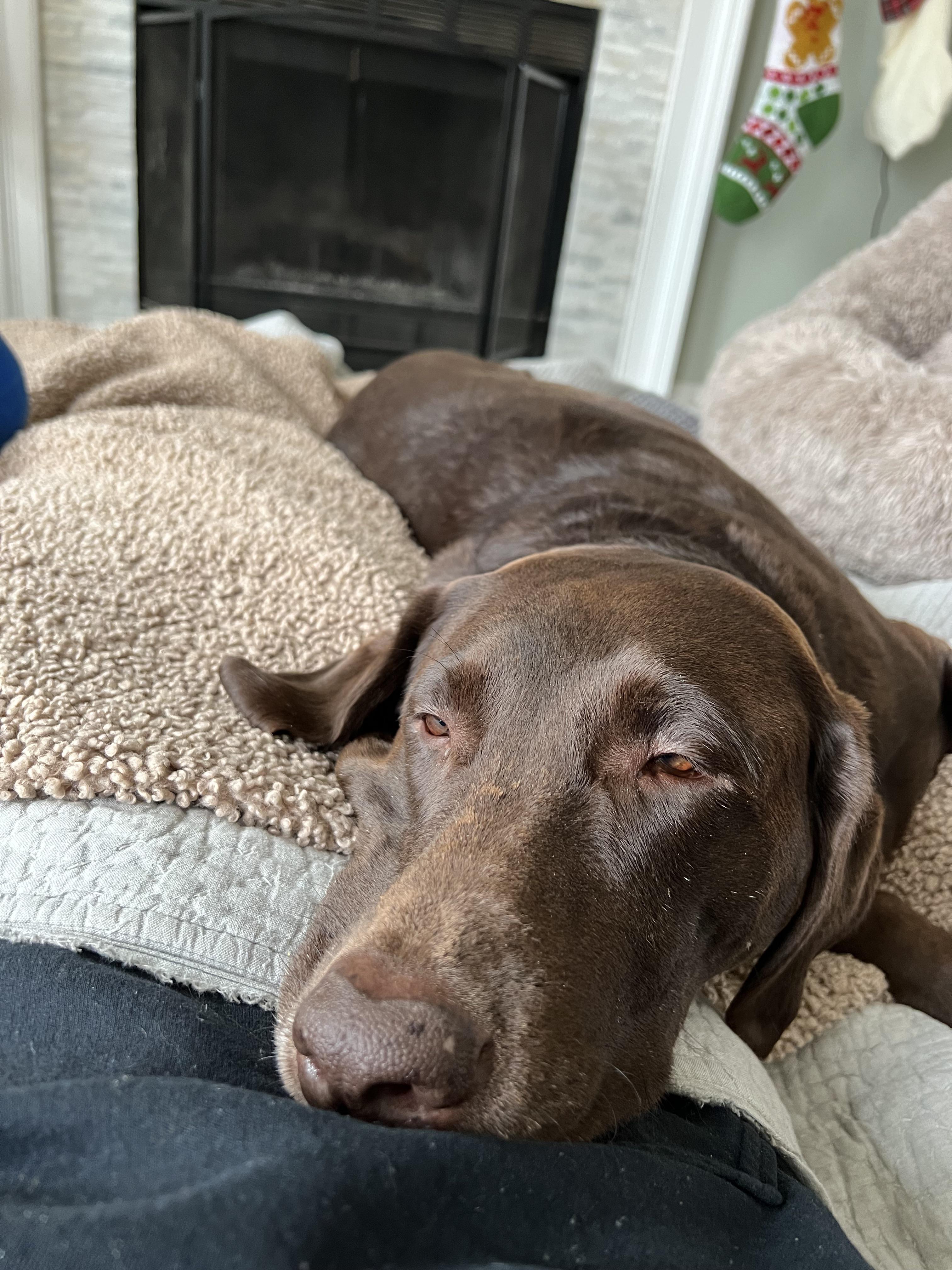 TPLO Recovery Stories? r/labrador