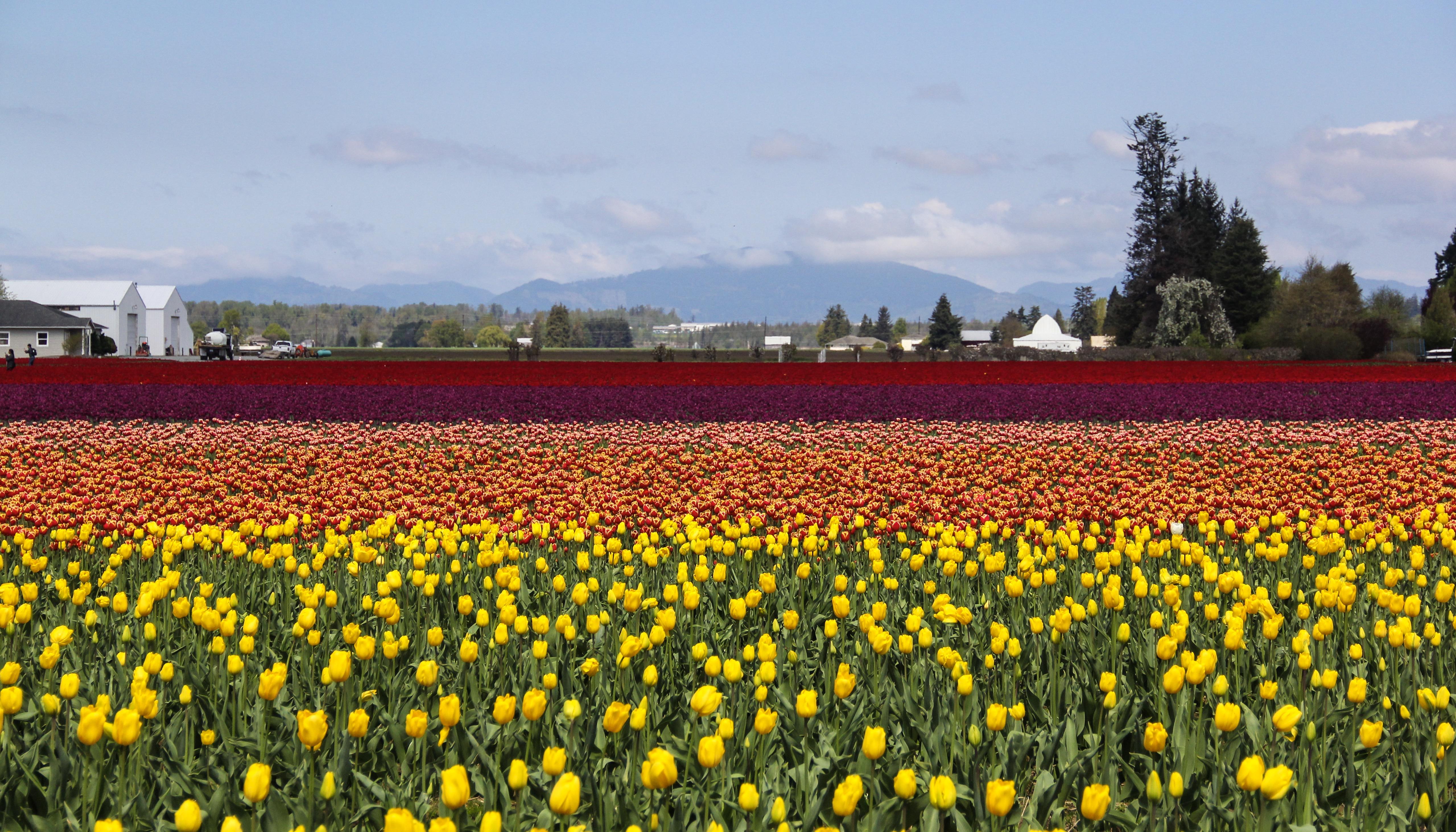 Tulips in Washington State r/Washington
