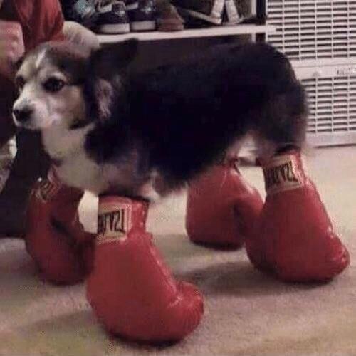 Puppy punch, master of the foot glove technique r/Bossfight