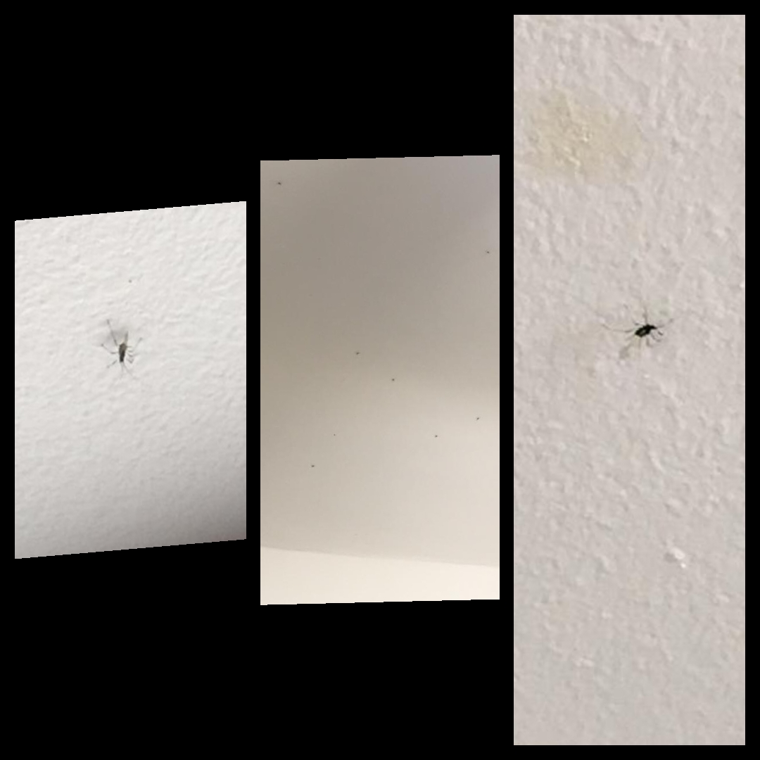 Hi, could anyone help me identify these bugs, my kitchen ceiling got
