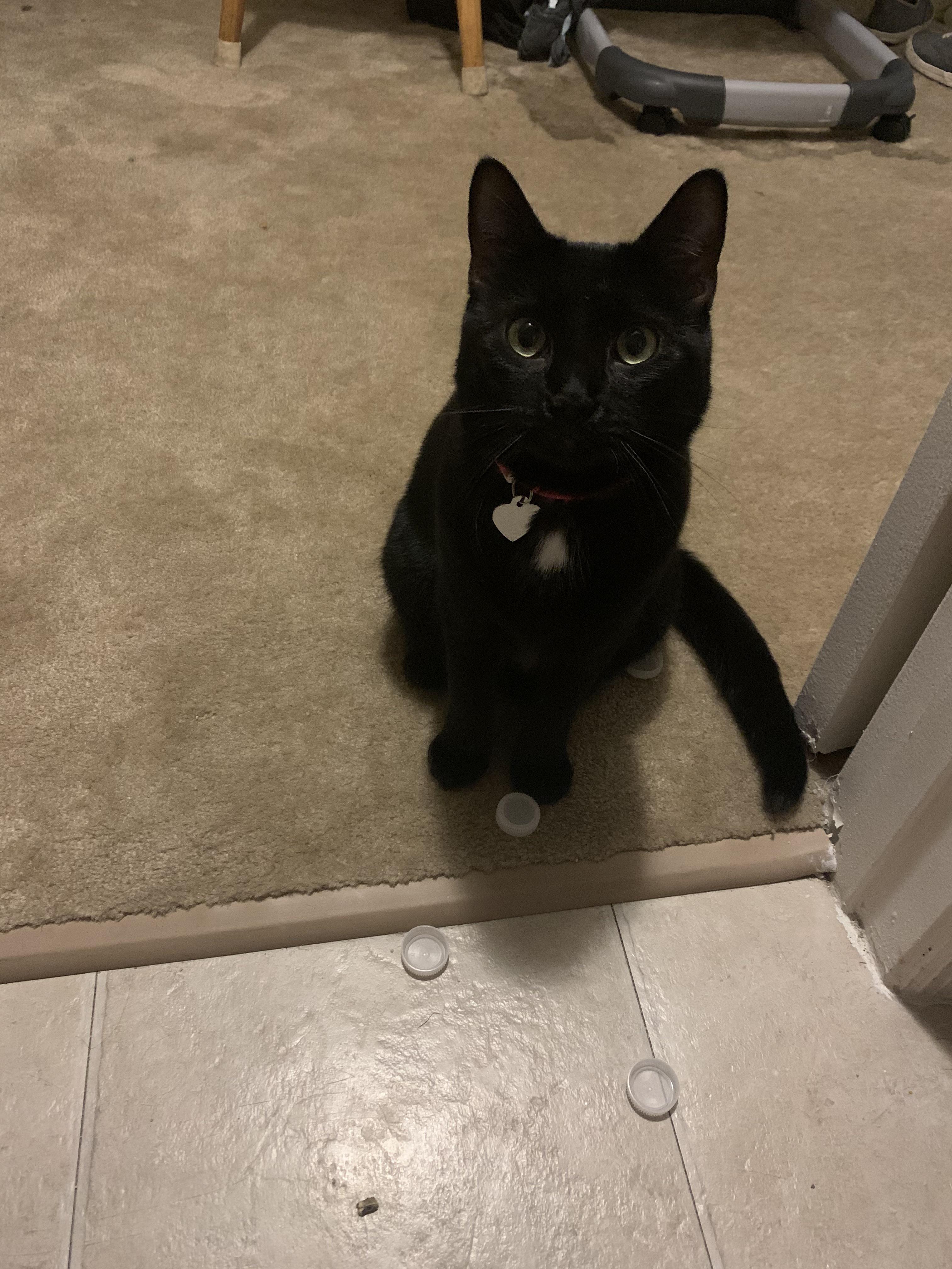 My cat loves bottle caps more than anything else in the world. I was