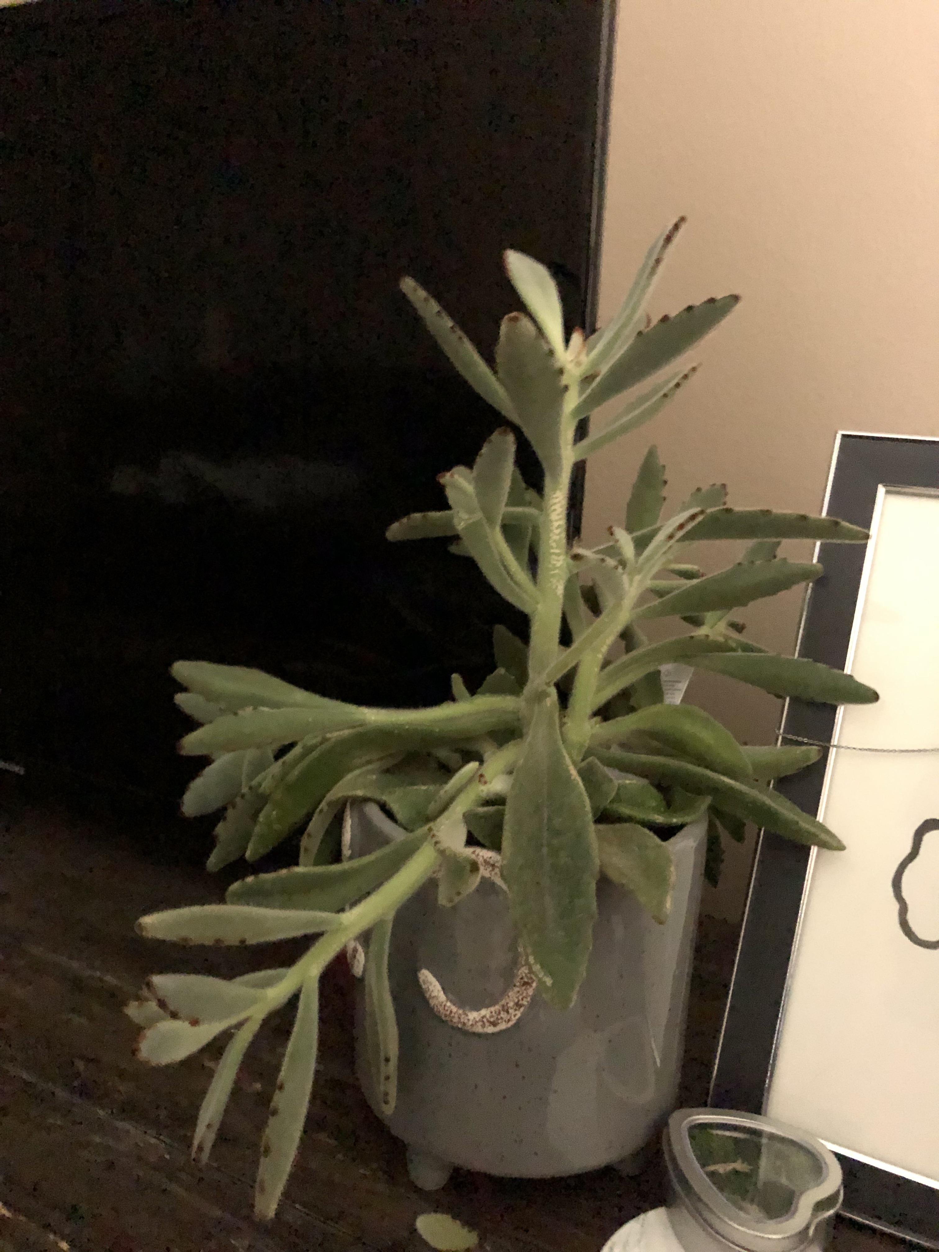 What’s going on with Mr. Panda Plant?! He just started drooping