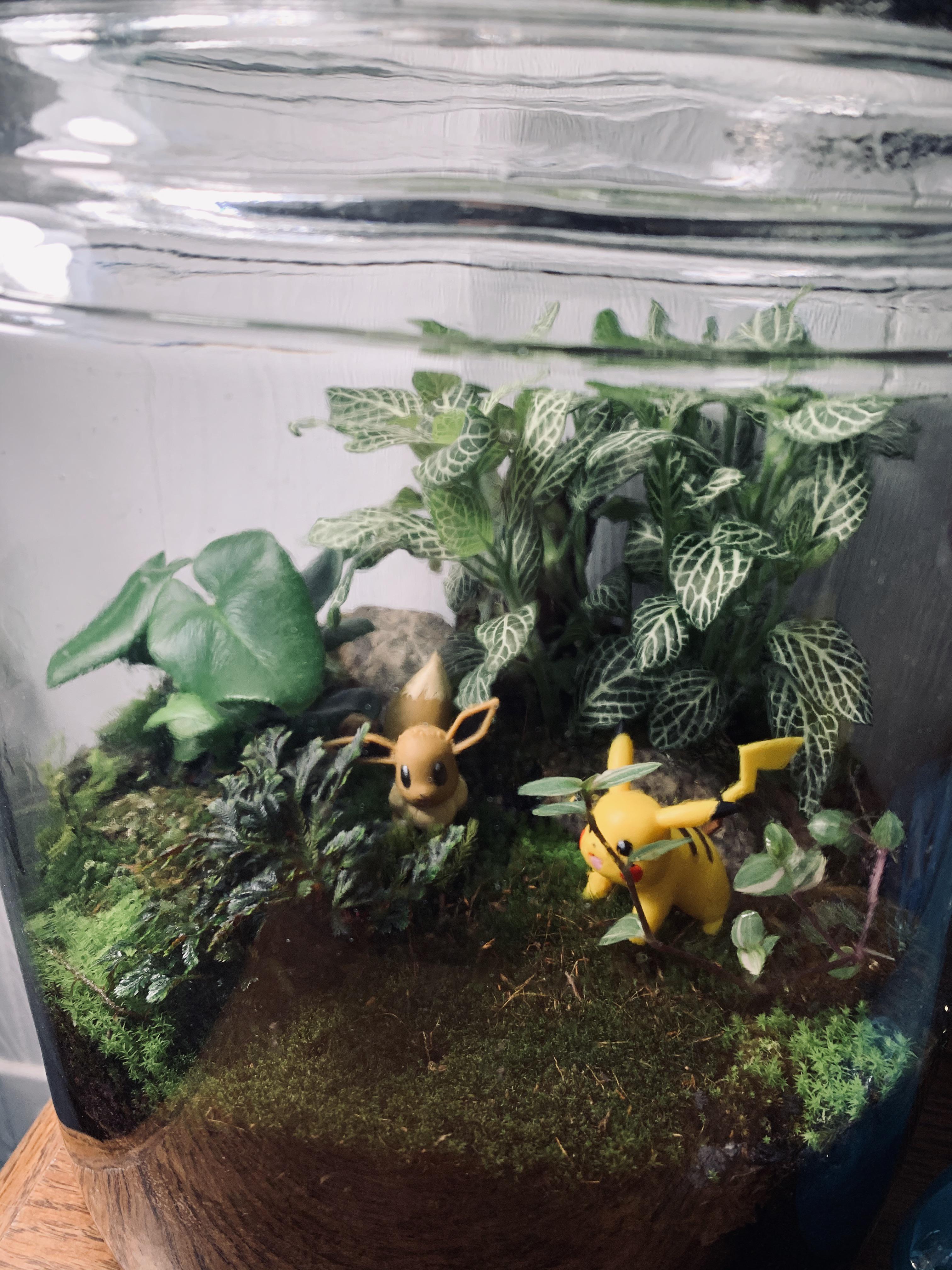 The terrarium I made is still alive, and growing! r/houseplants