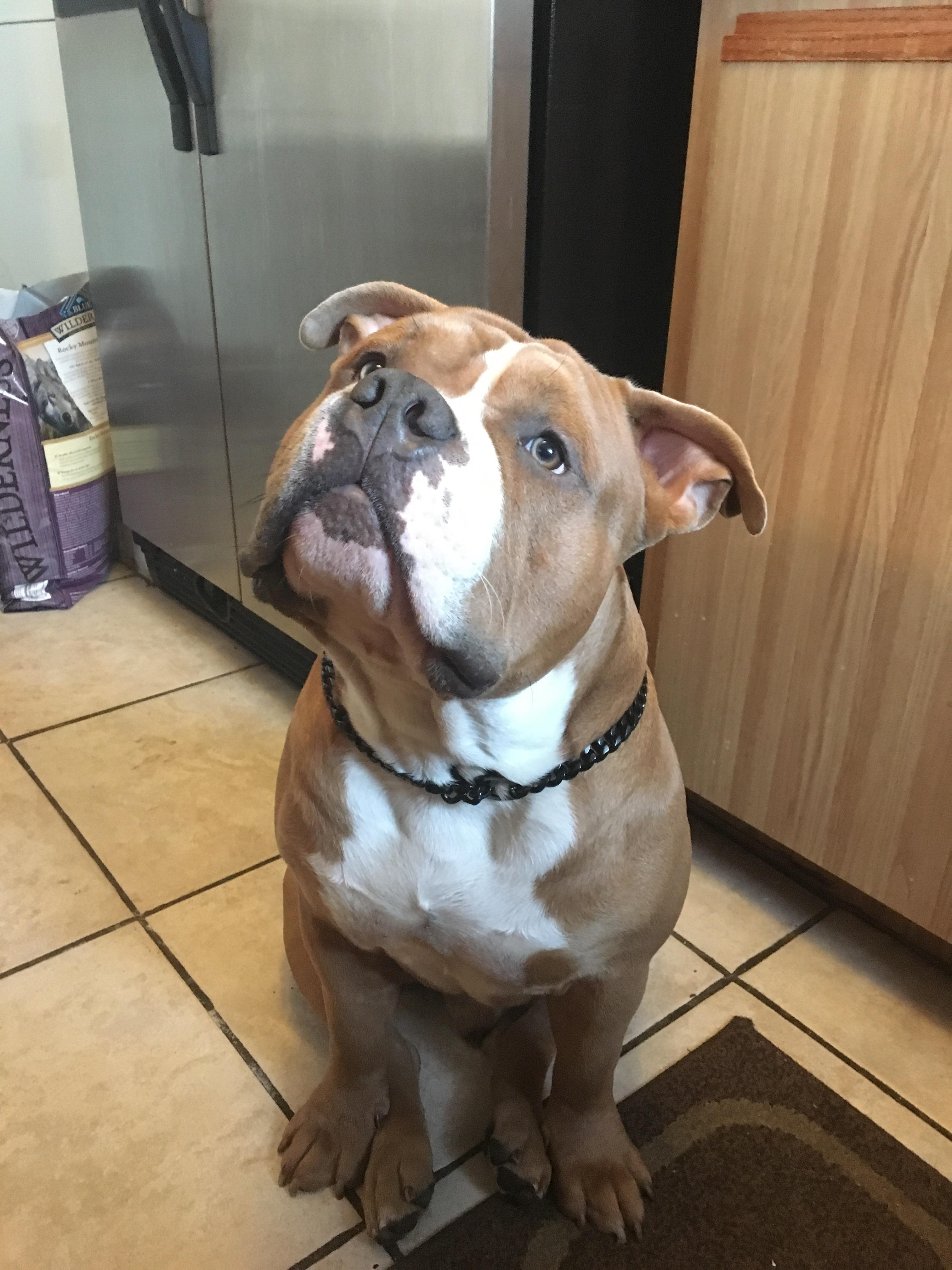 Cooking companion r/pitbulls