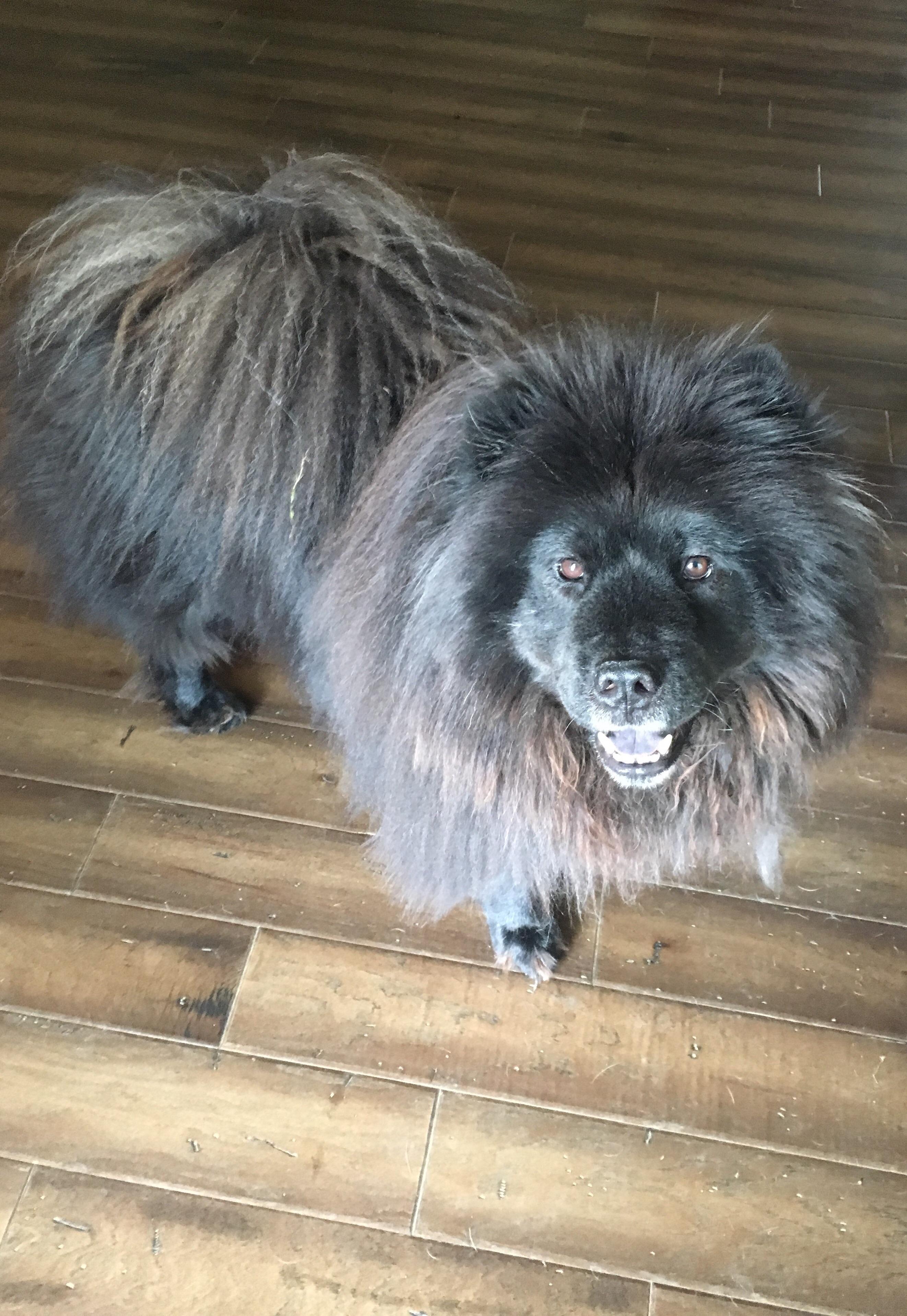 Hello from my adorable chow chow, Bear (he’s a little