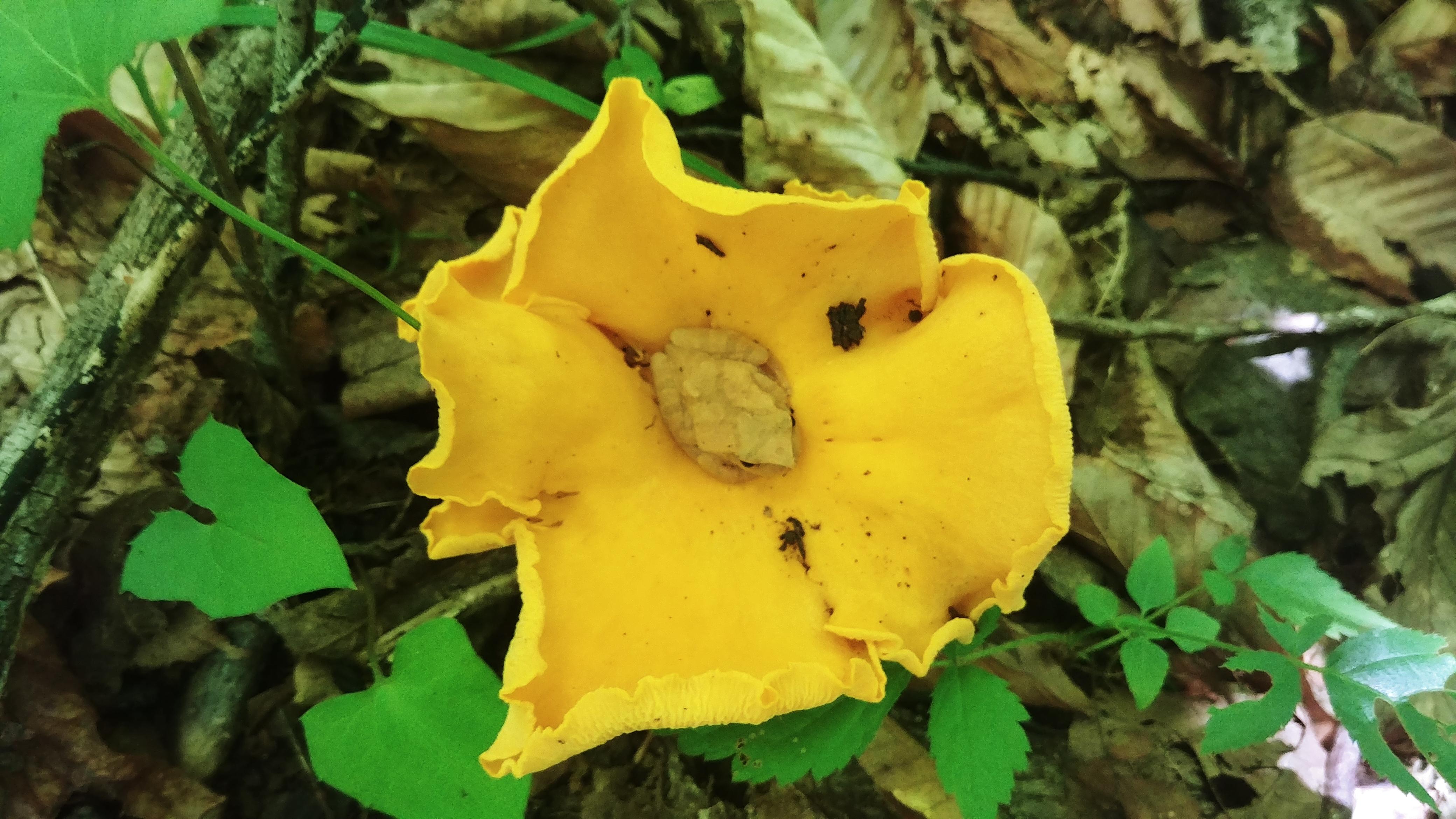 1040 best Chanterelle images on Pholder Mycology, Foraging and Food