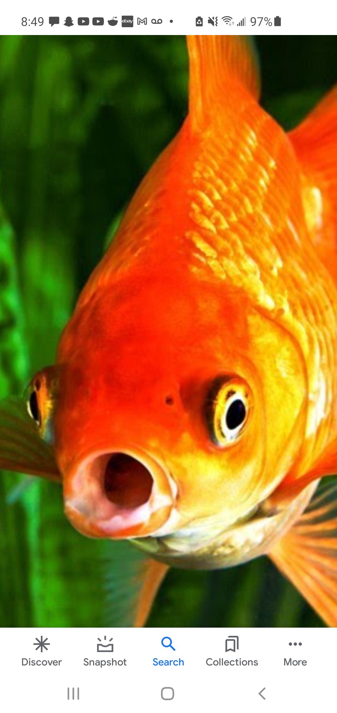 Me when my goldfish eat my new plants for the 300th time in a row... r/Goldfish