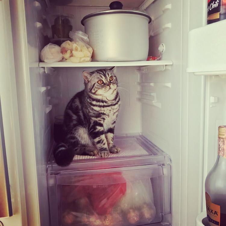 When your cat is HOT, literally. r/pics