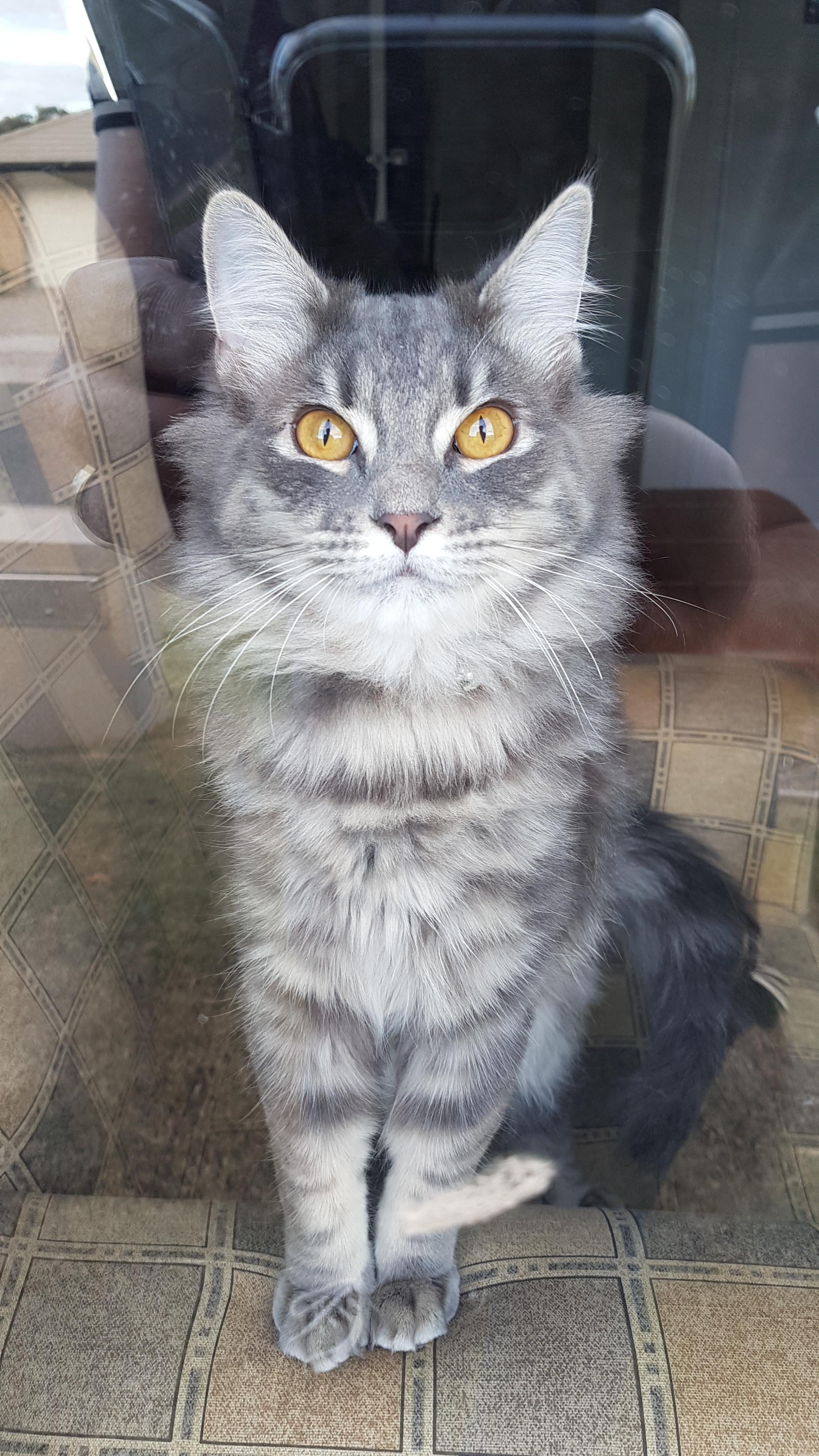 Meet Gandalf (Alfie for short) r/aww