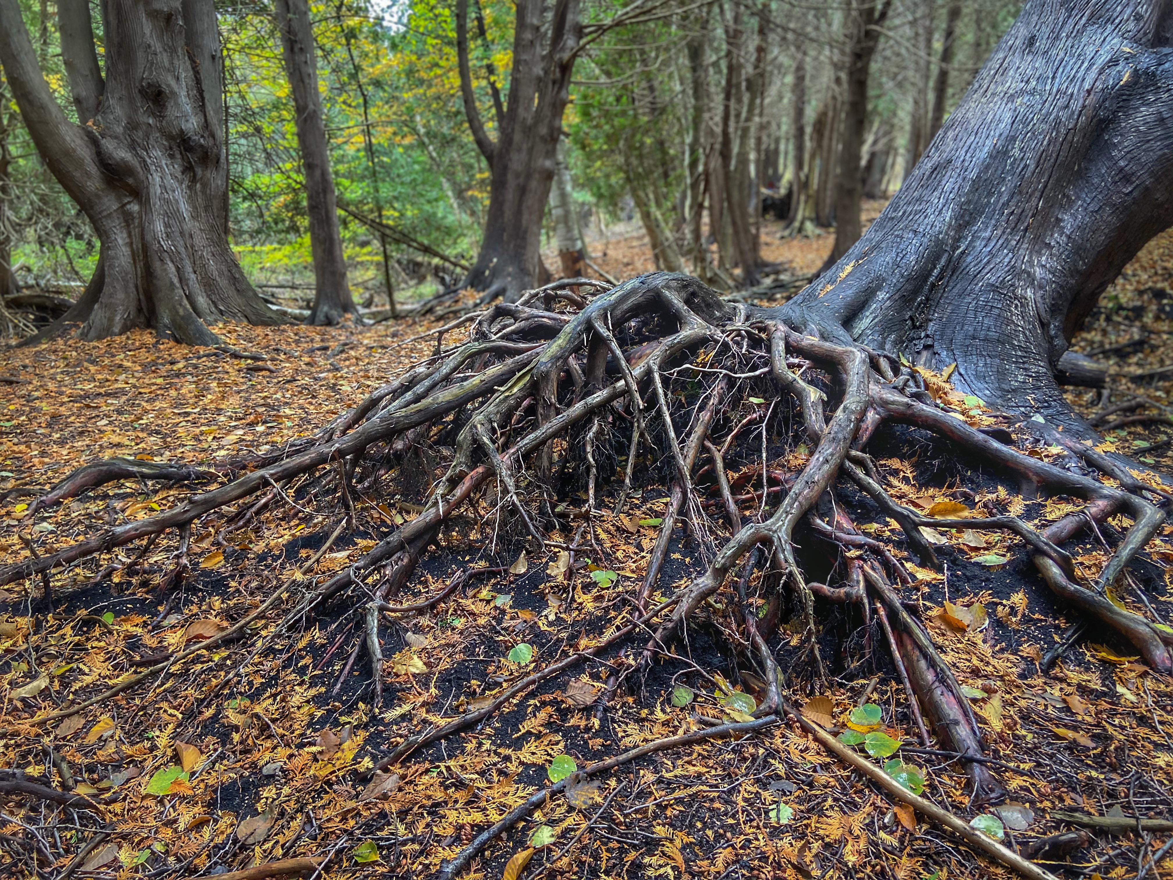 Cathedral of Trees in Traverse City, MI [4032x3024] Nature/Landscape