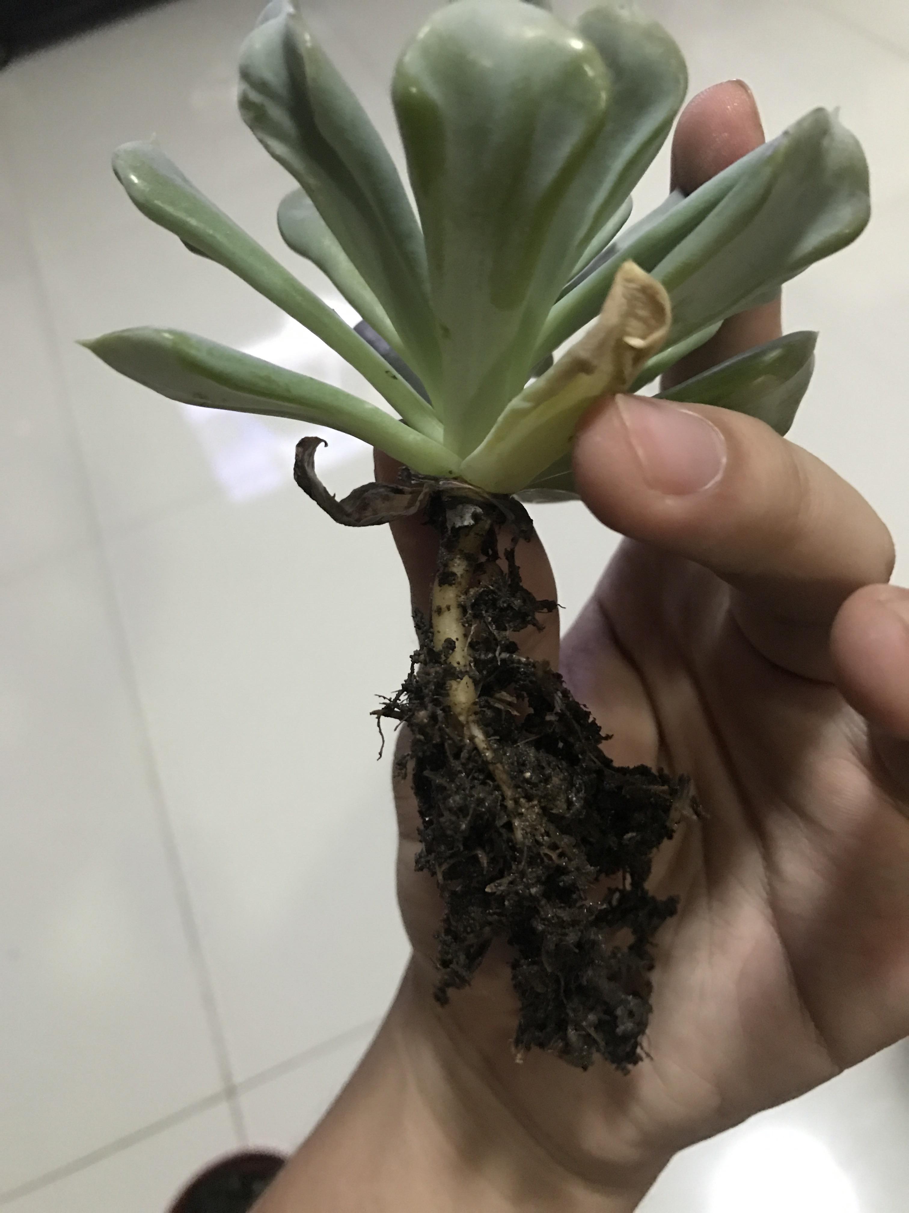 Hello, so I uprooted my succulent since I noticed that's it sways a lot