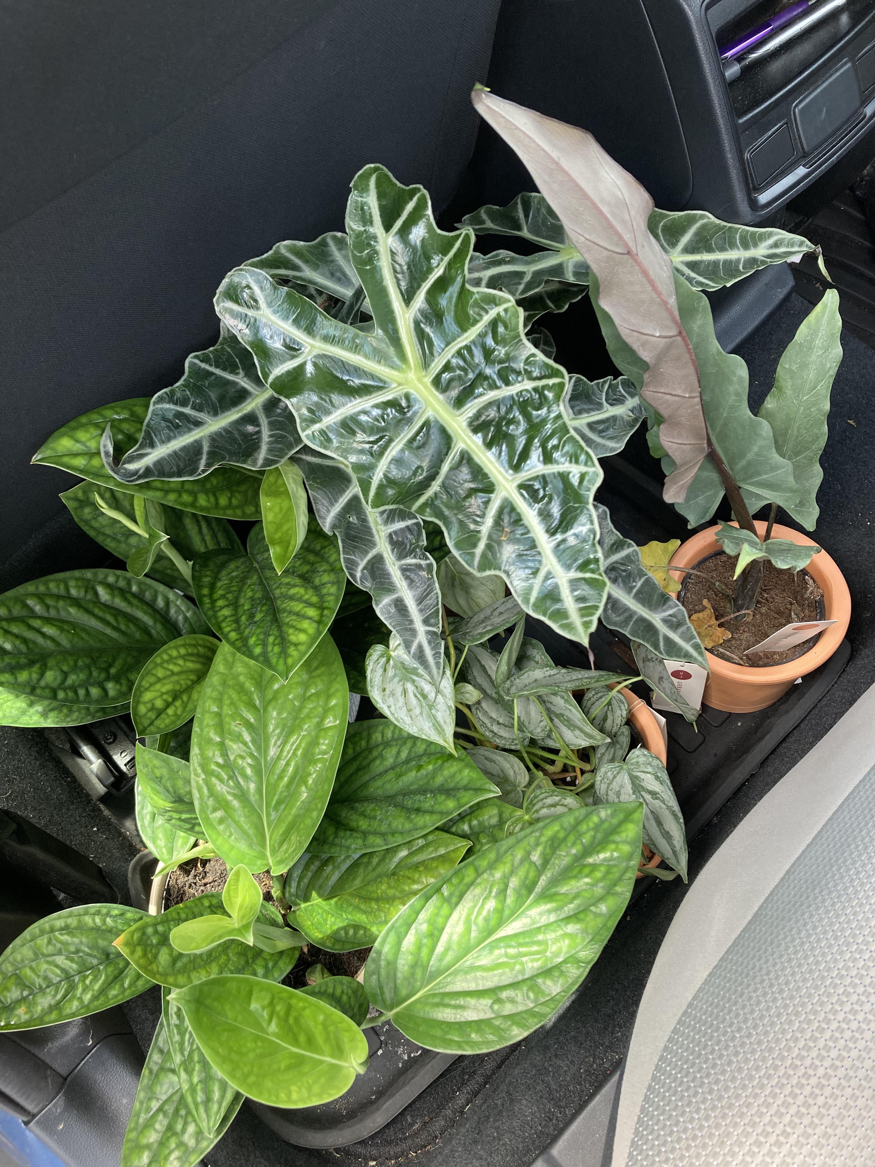 Lowes Plant Haul c r/houseplants
