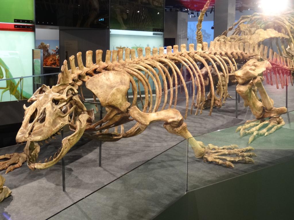 Megalania, a 23 foot monitor lizard that died out 50,000 years ago. It