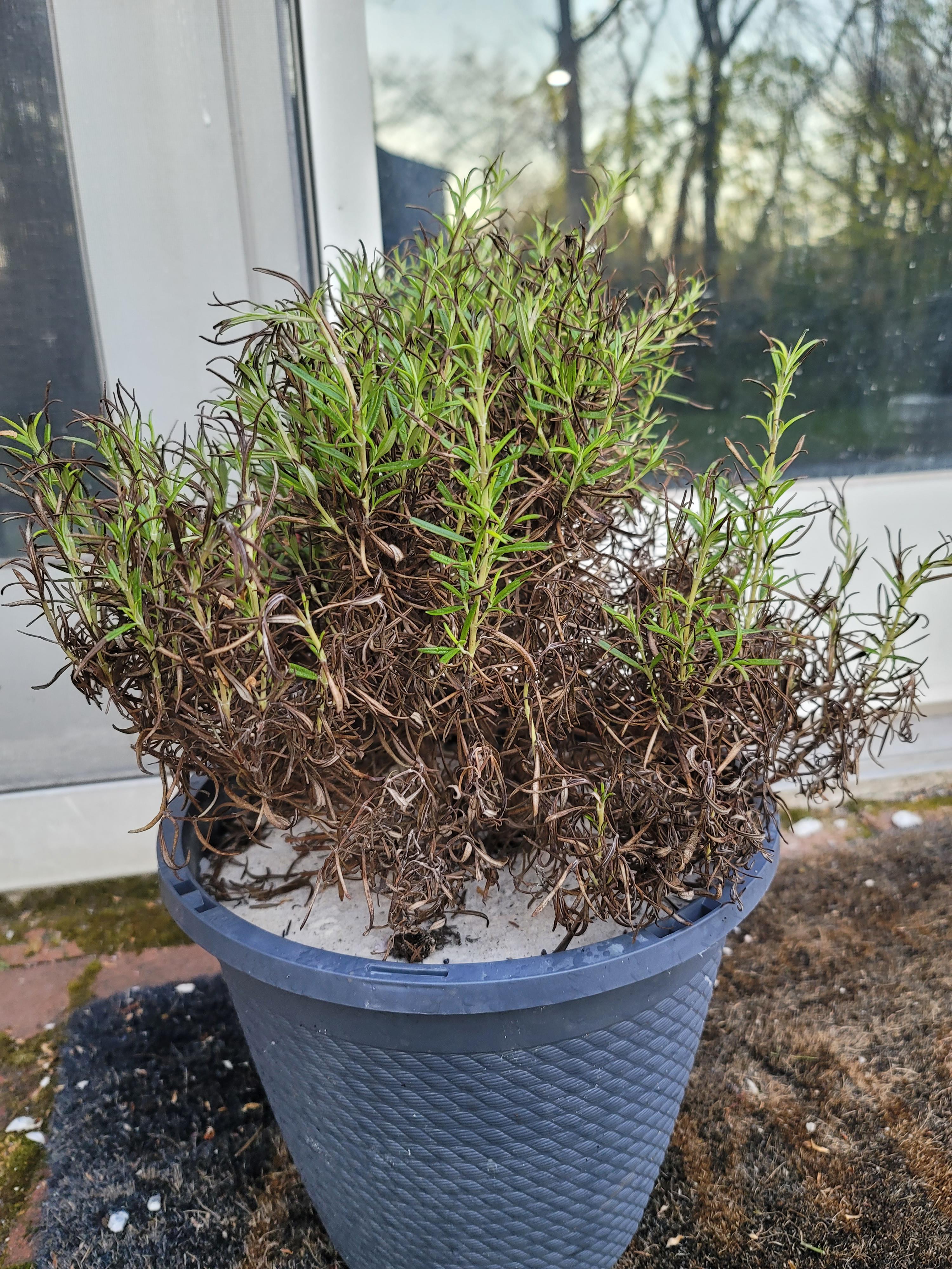 My rosemary plant is dying from the bottom up 😭 Any advice? r/houseplants