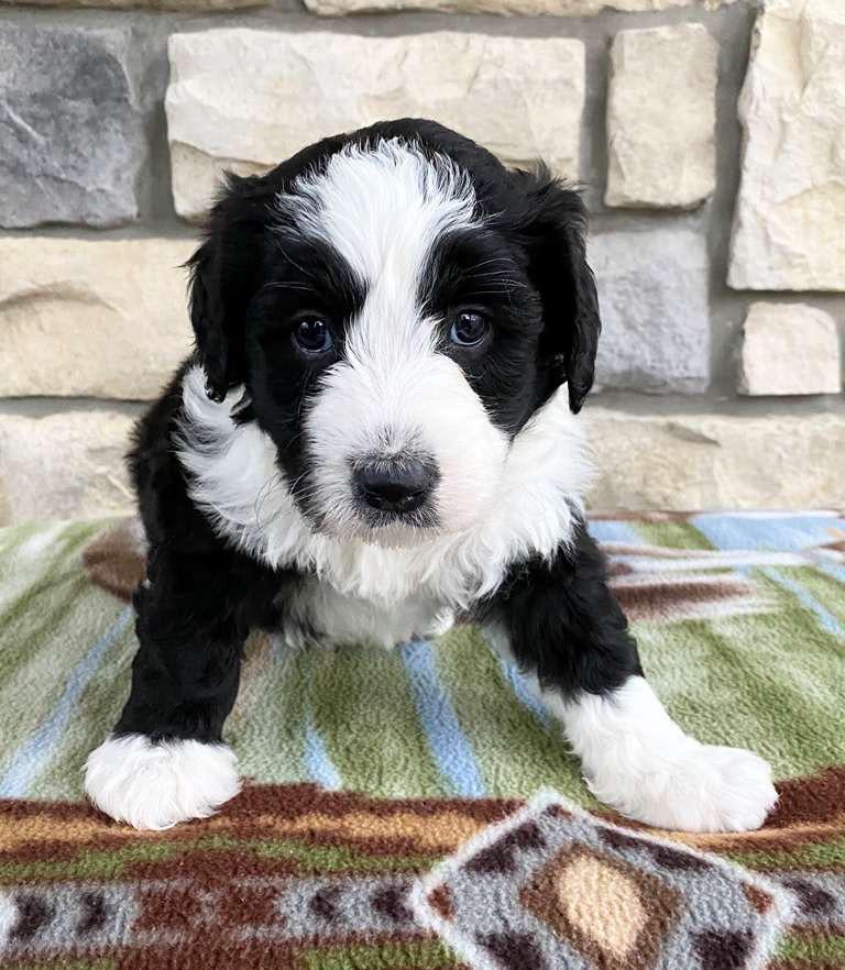 Chew Toys and what size for AussieDoodle Puppy? r/AussieDoodle