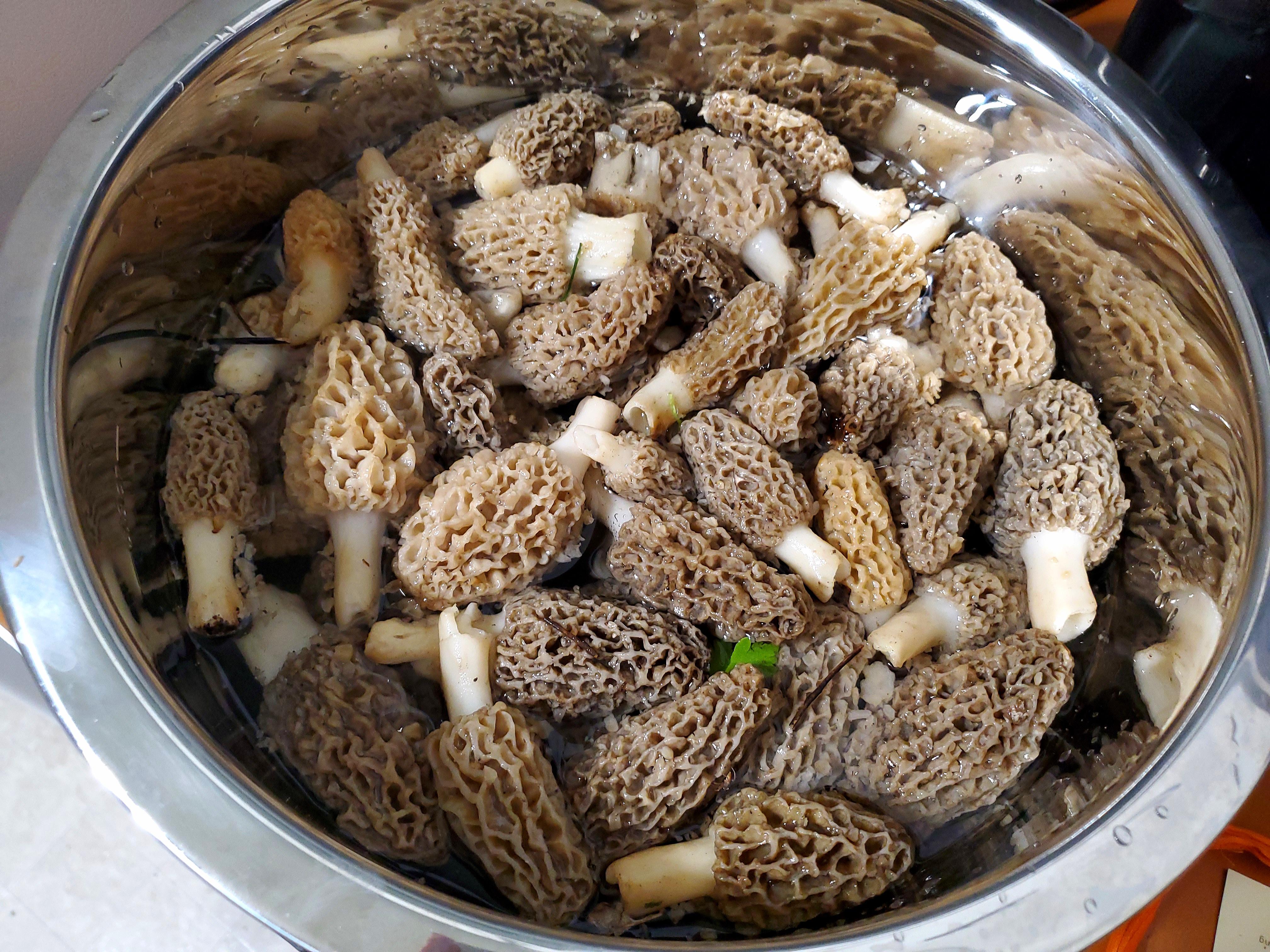 🔥 Morel Mushroom hunting in Iowa today was a huge success! We found