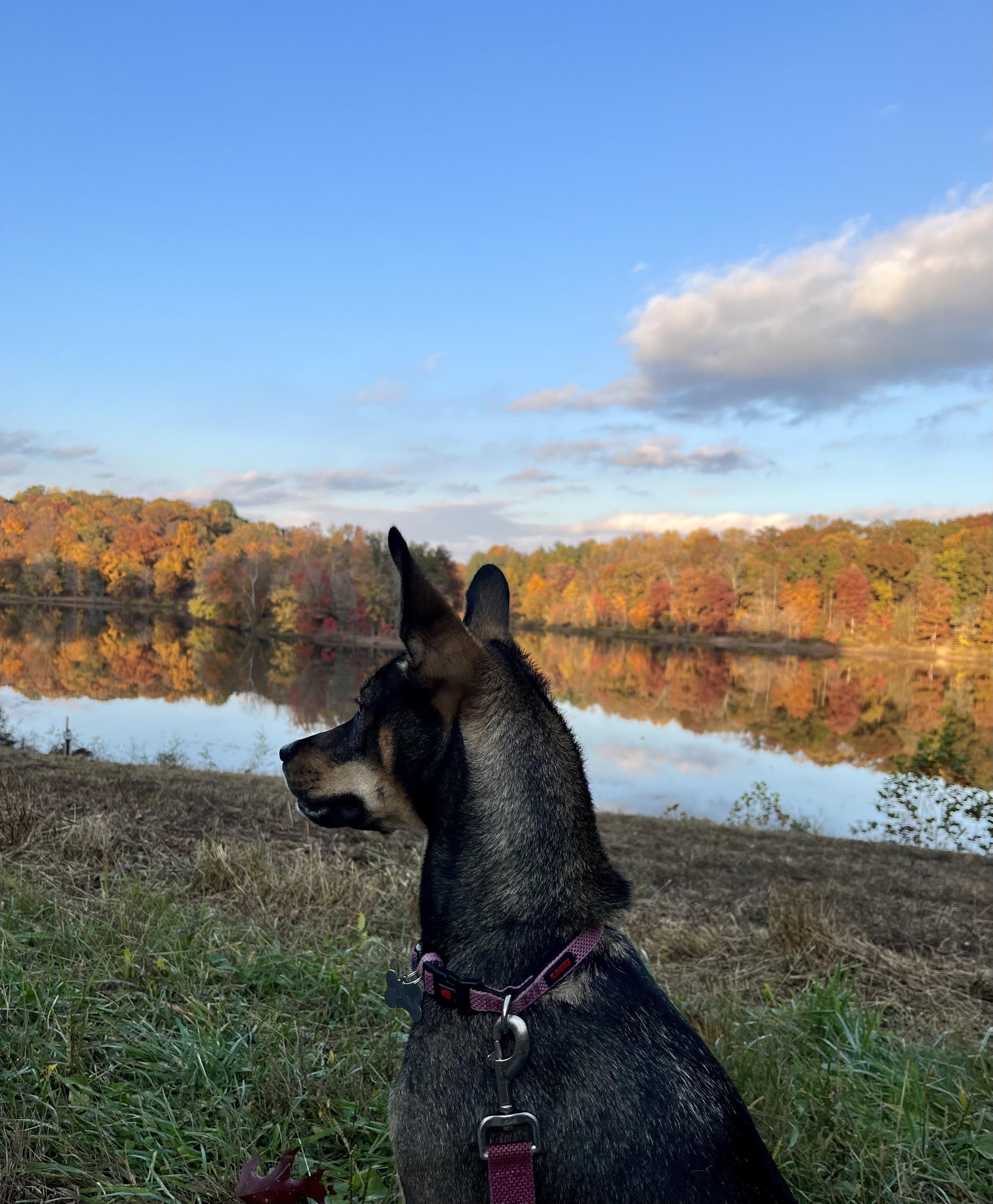 Lake Needwood with my dog r/MontgomeryCountyMD