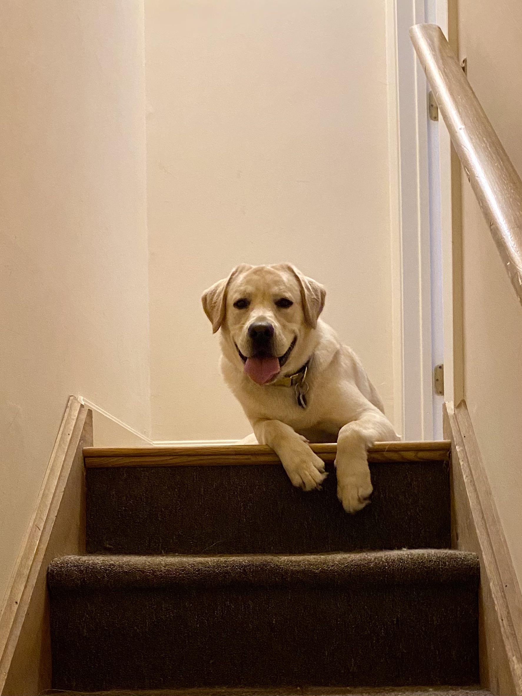 Browsing Reddit for new subs and finding this one had me like r/labrador