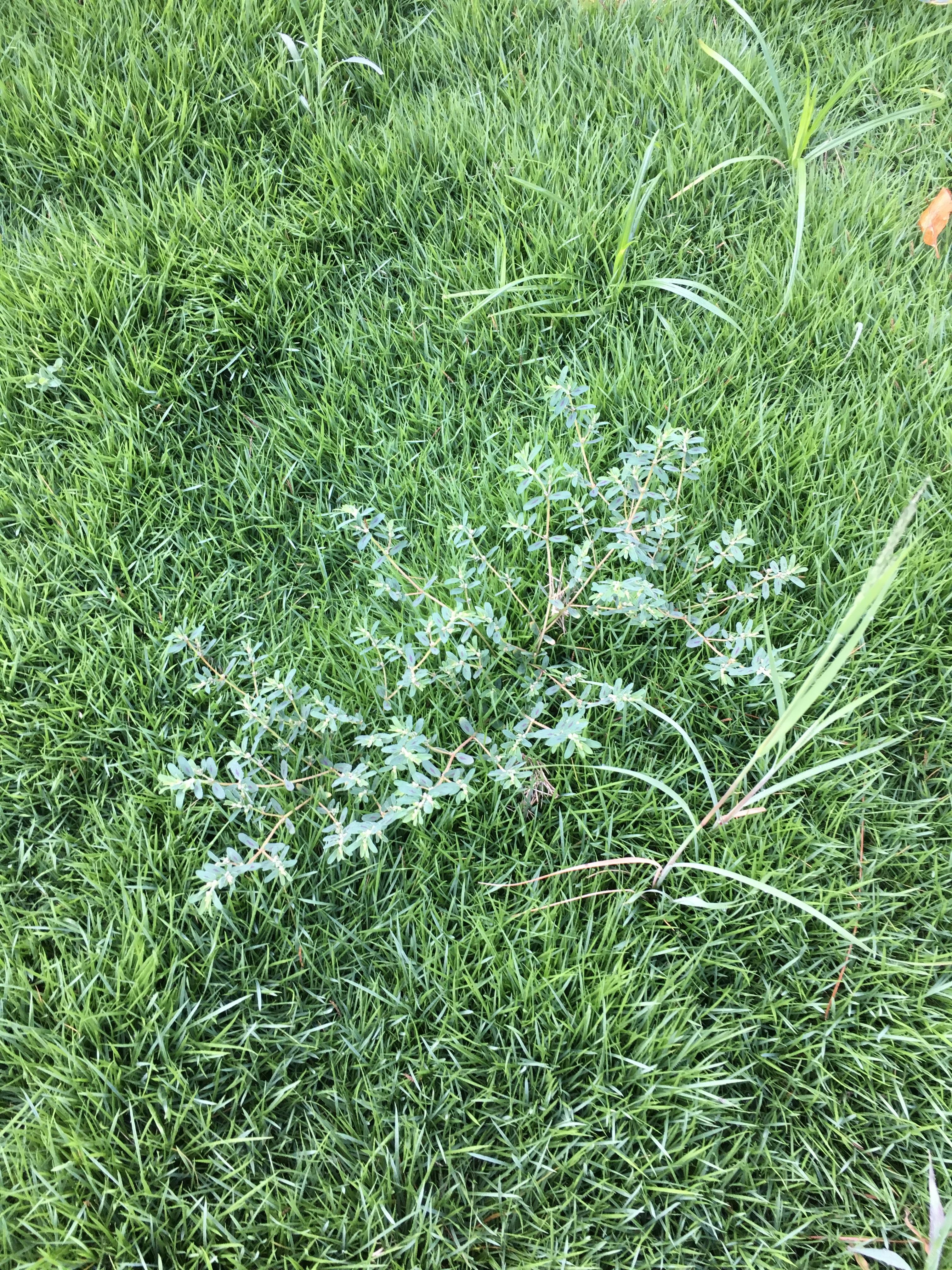 Anyone know how to clear my zoysia lawn from these type of weeds