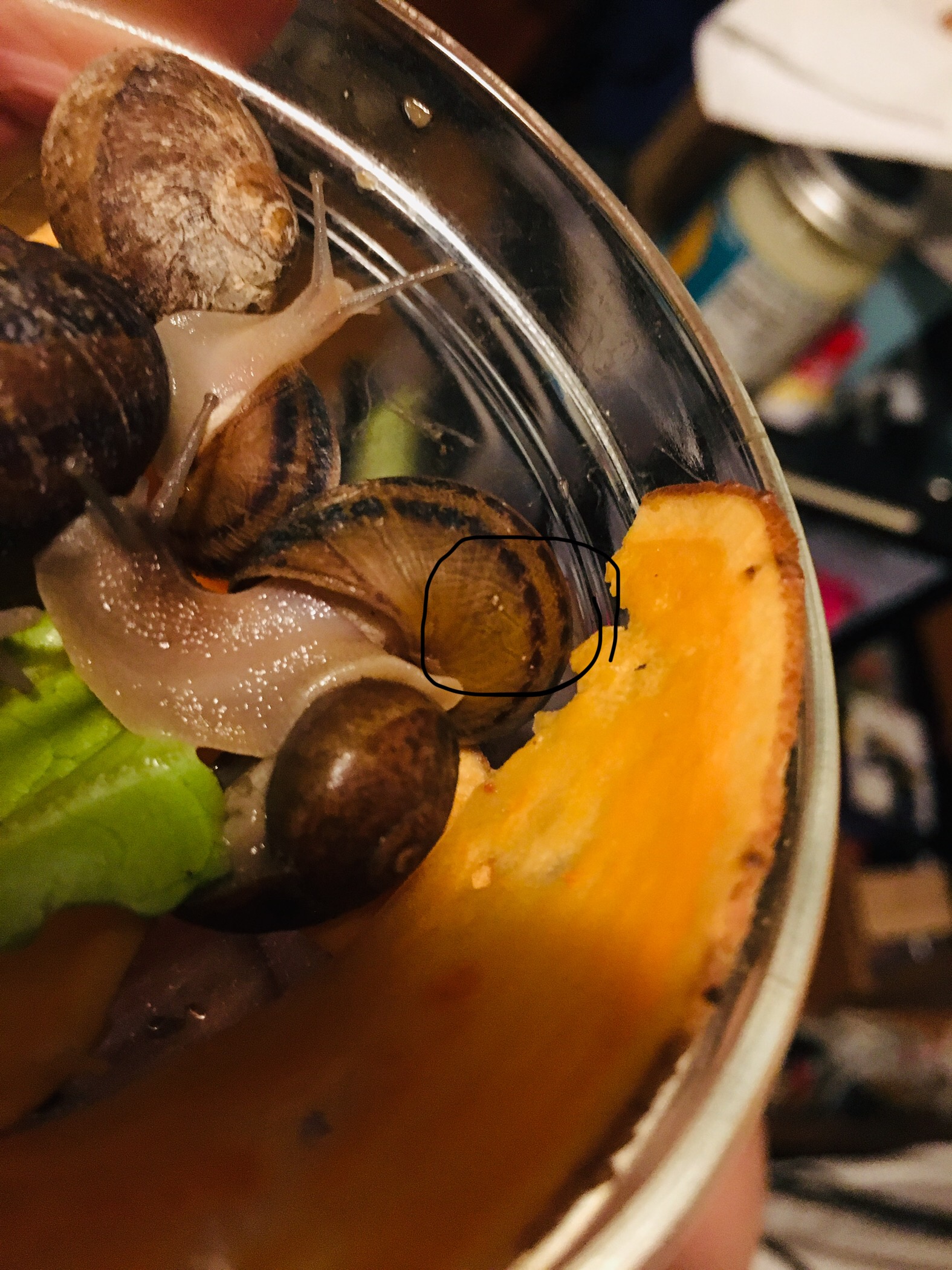 Does anyone know what these little bugs are on my snail? (they're def