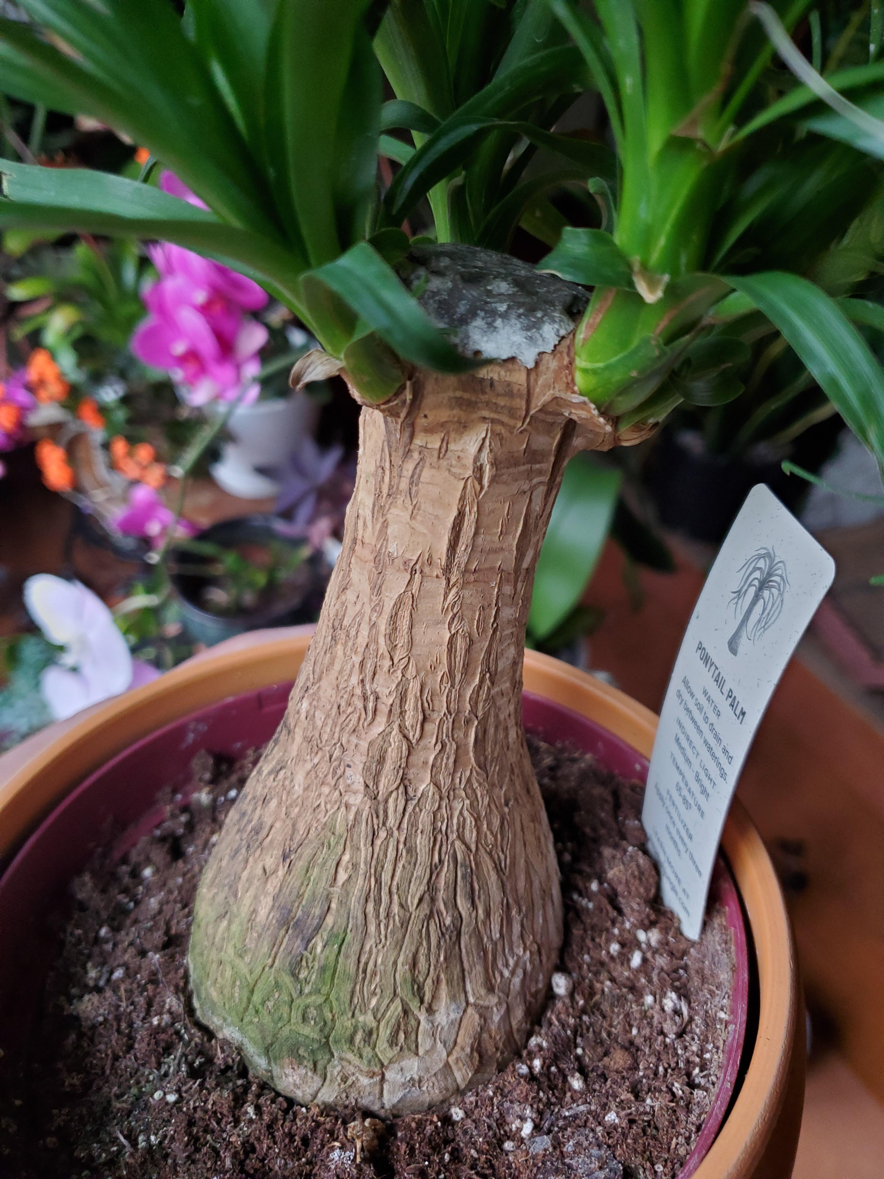 Ponytail Palm hasn't been watered at all in 3 weeks. Looks like mold