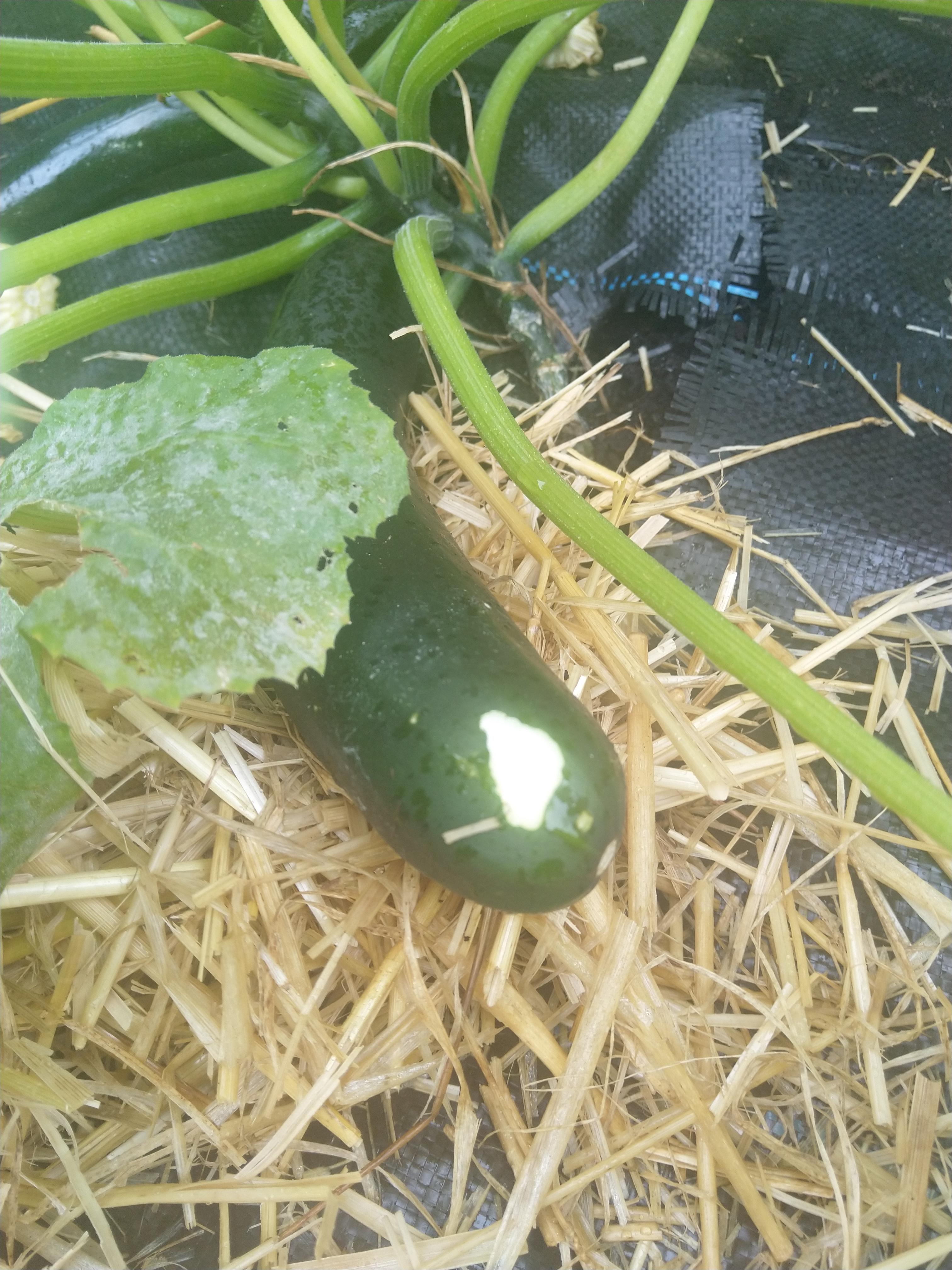 What's been eating my courgette? r/GardeningUK