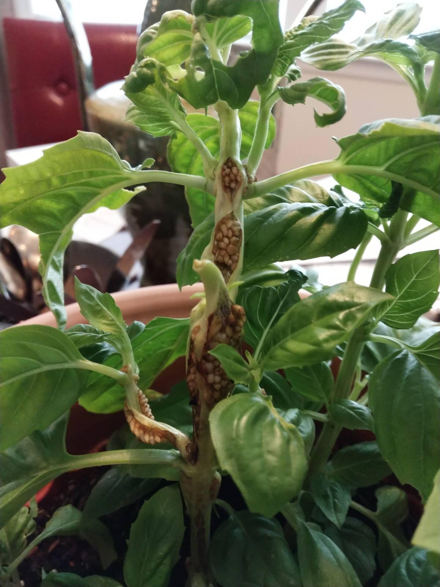 [New Jersey]A friend's Basil plant. Can't identify if insect eggs or