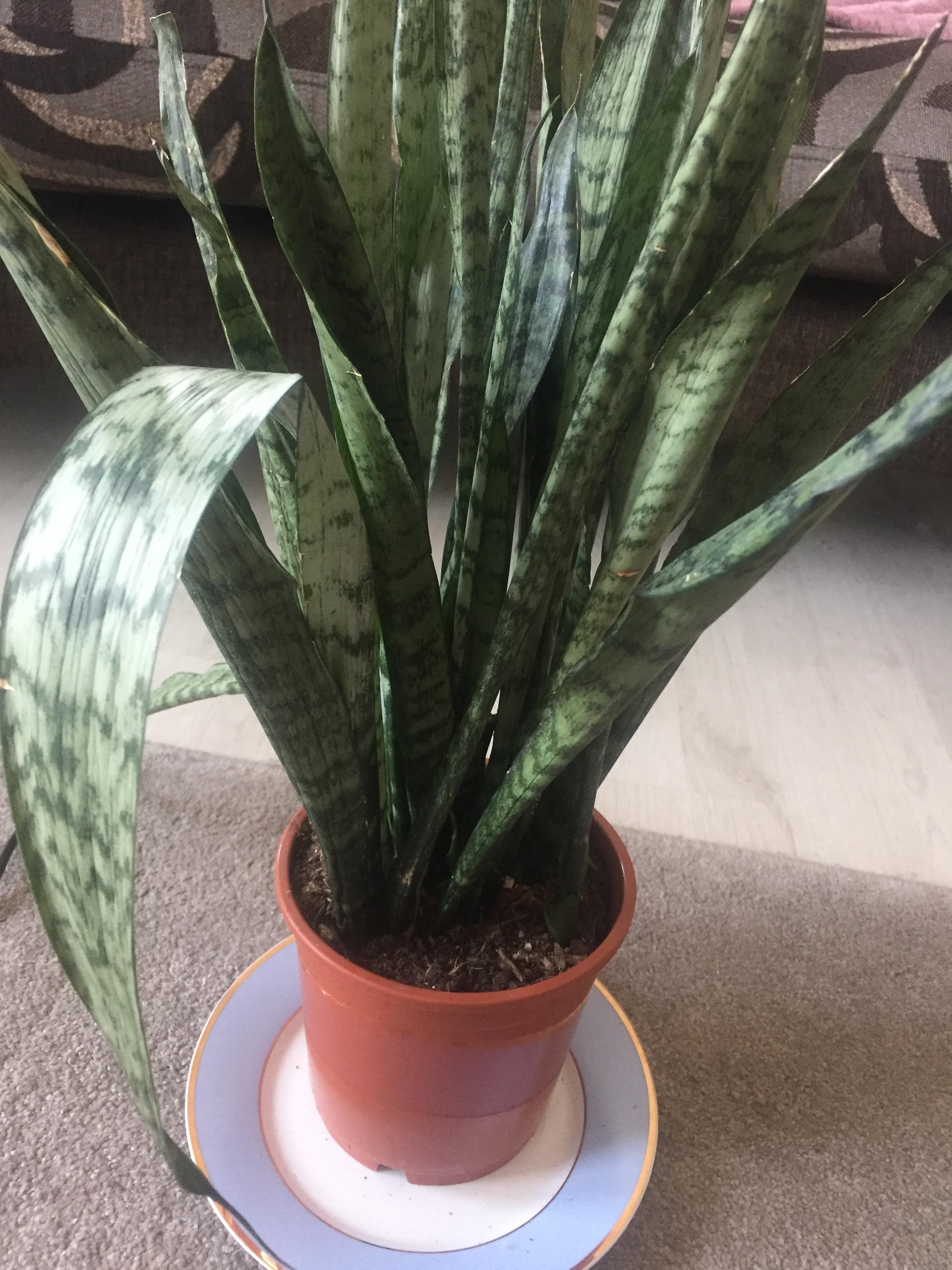 Snake plant help. Curling and dropping leaves. I have another one like