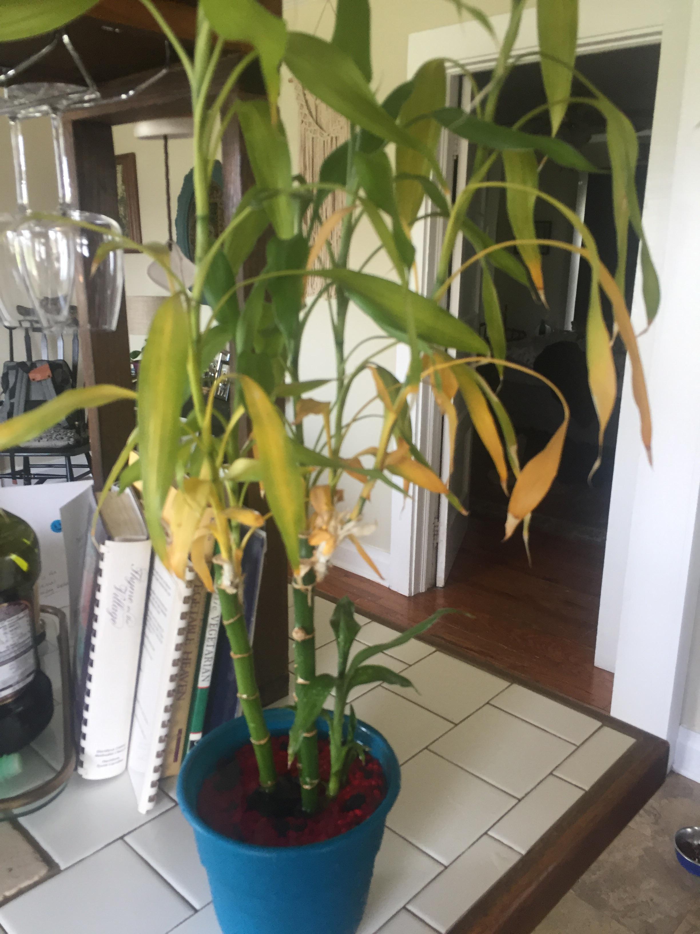 My bamboo’s leaves are yellowing at the bottom, what is happening? r/plantclinic
