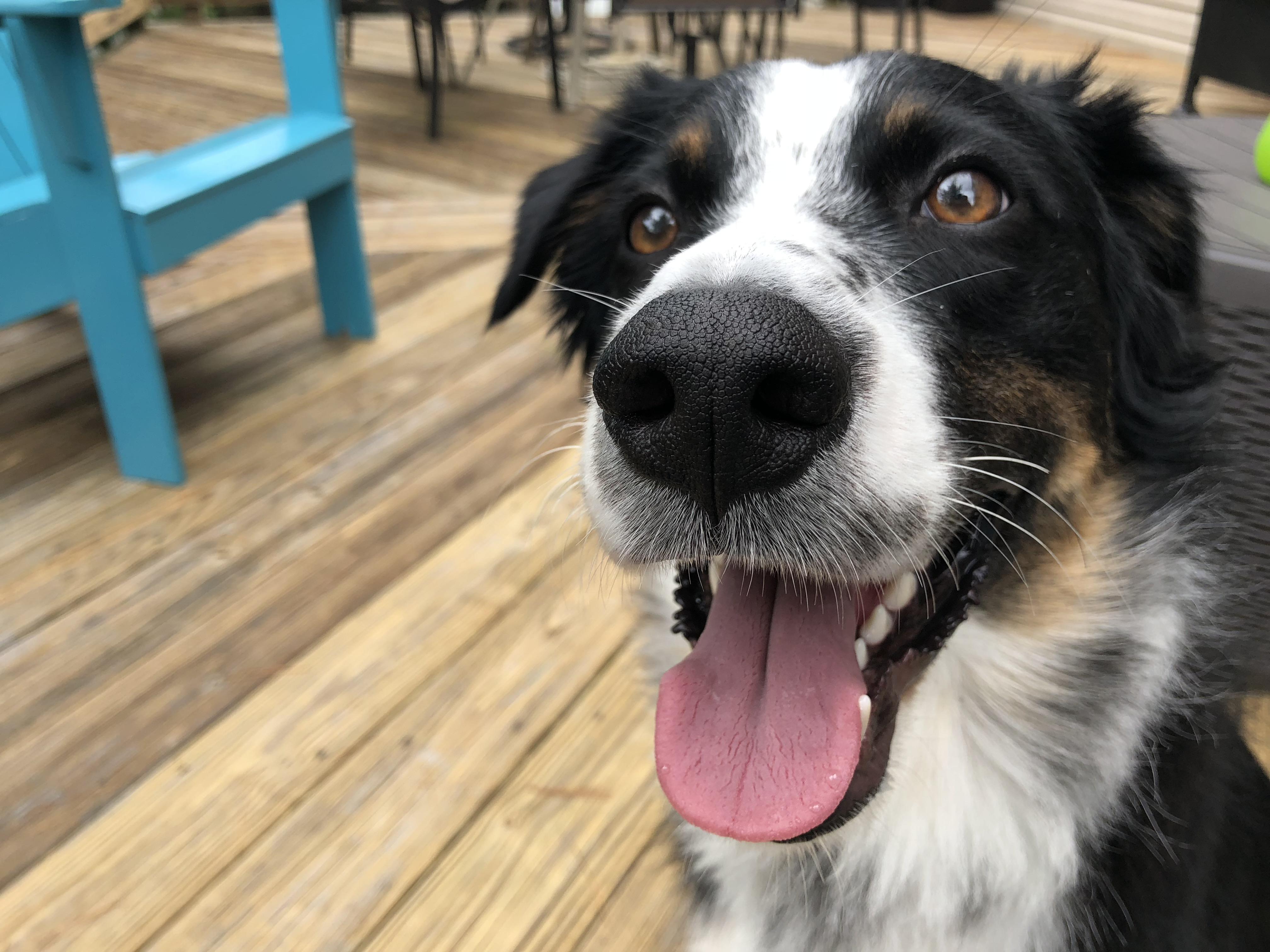 Can anyone a good dry dog food for this handsome guy? Price