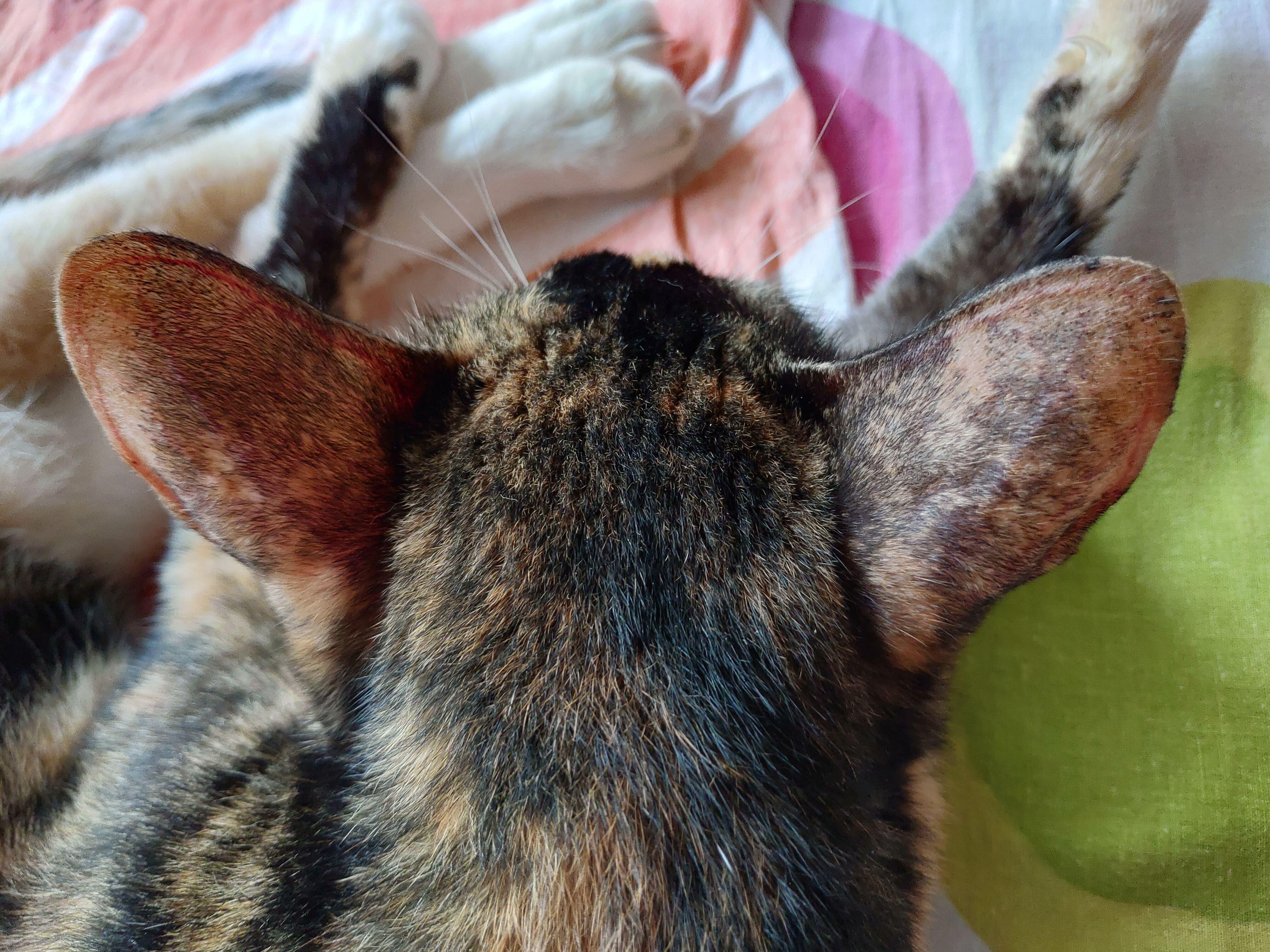 Can anyone tell me why does my cat have these lines on her ears like
