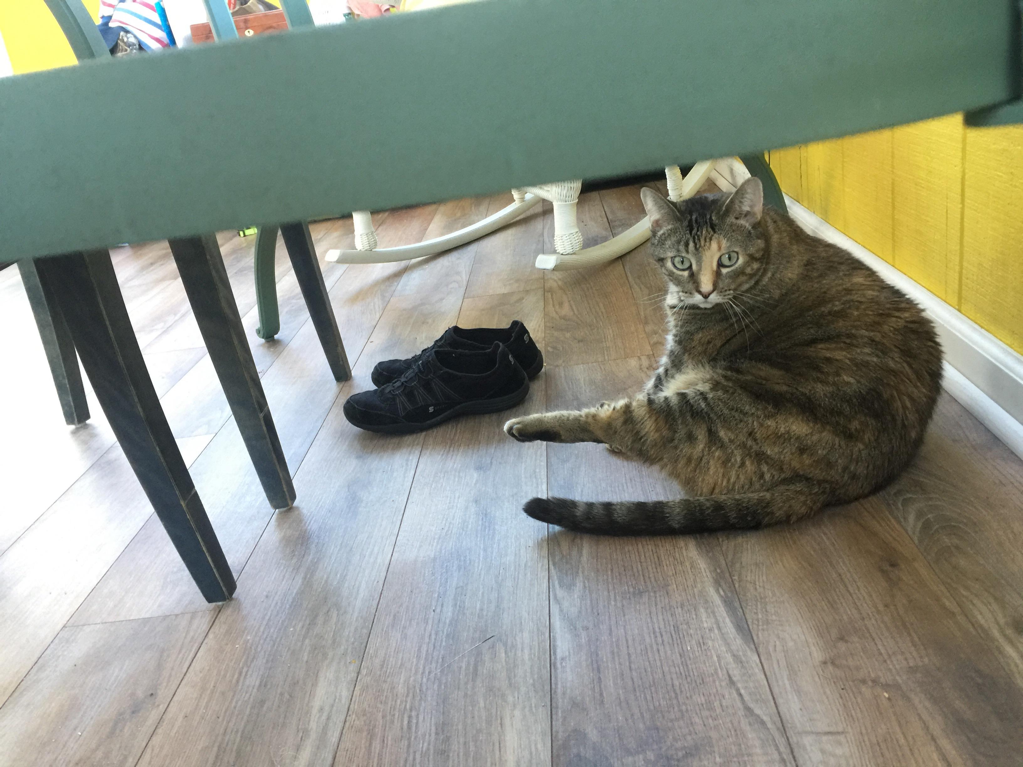 Fat Cat Ballet Delightfullychubby