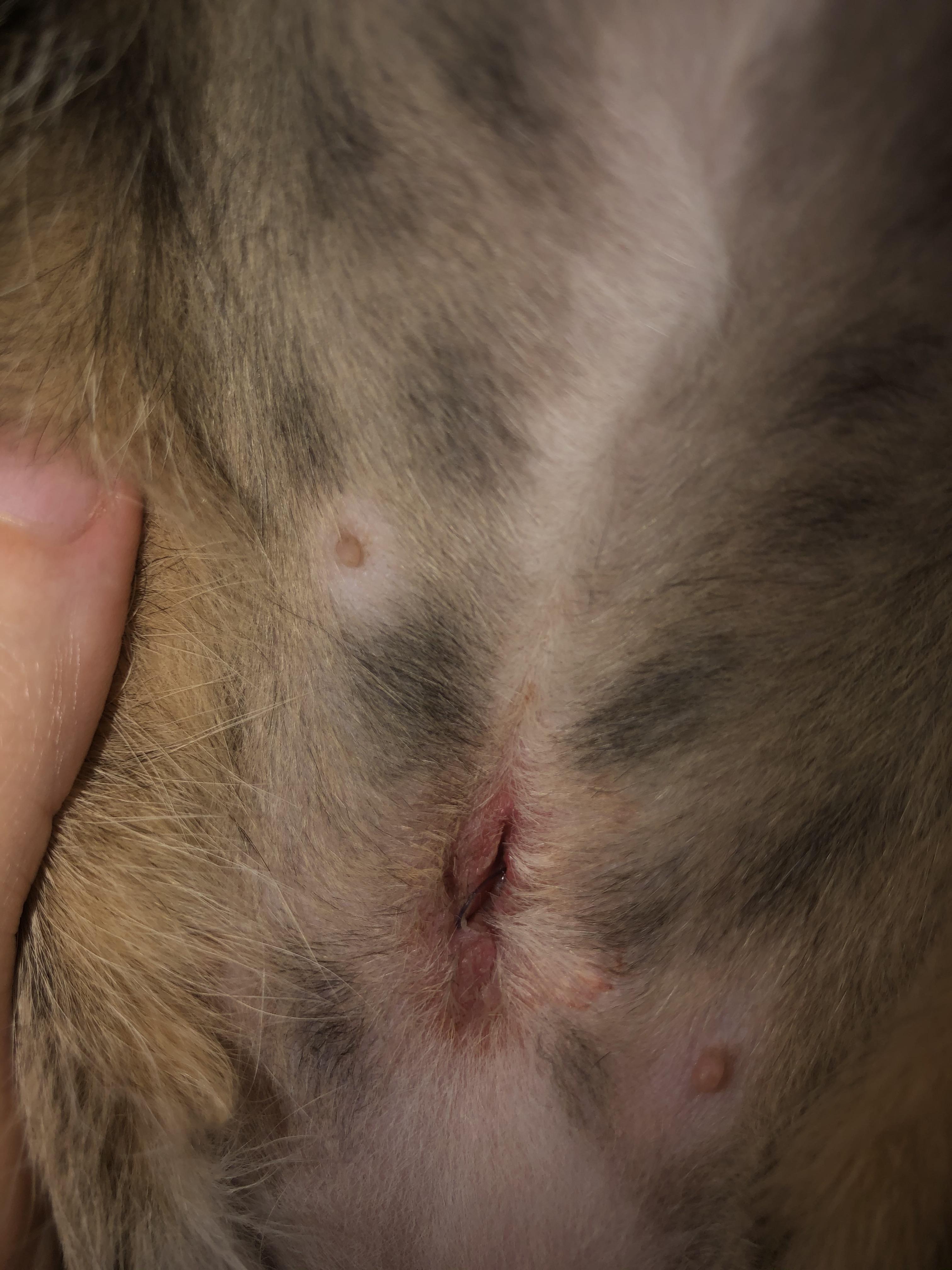 My kitten got spayed 7 days ago and we just checked her incision and it