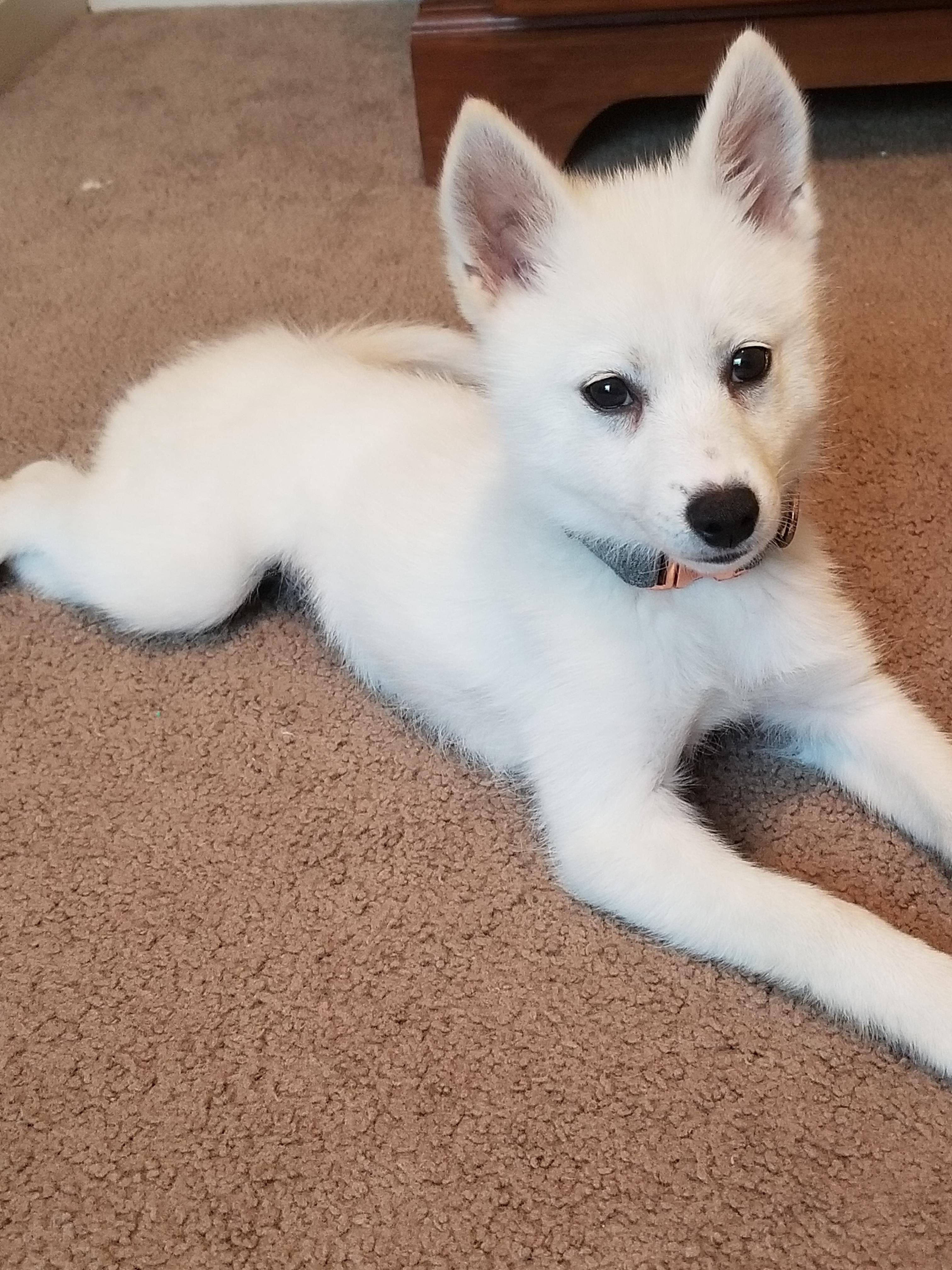 Anyone else see a decent change in coat colors as the puppies got older