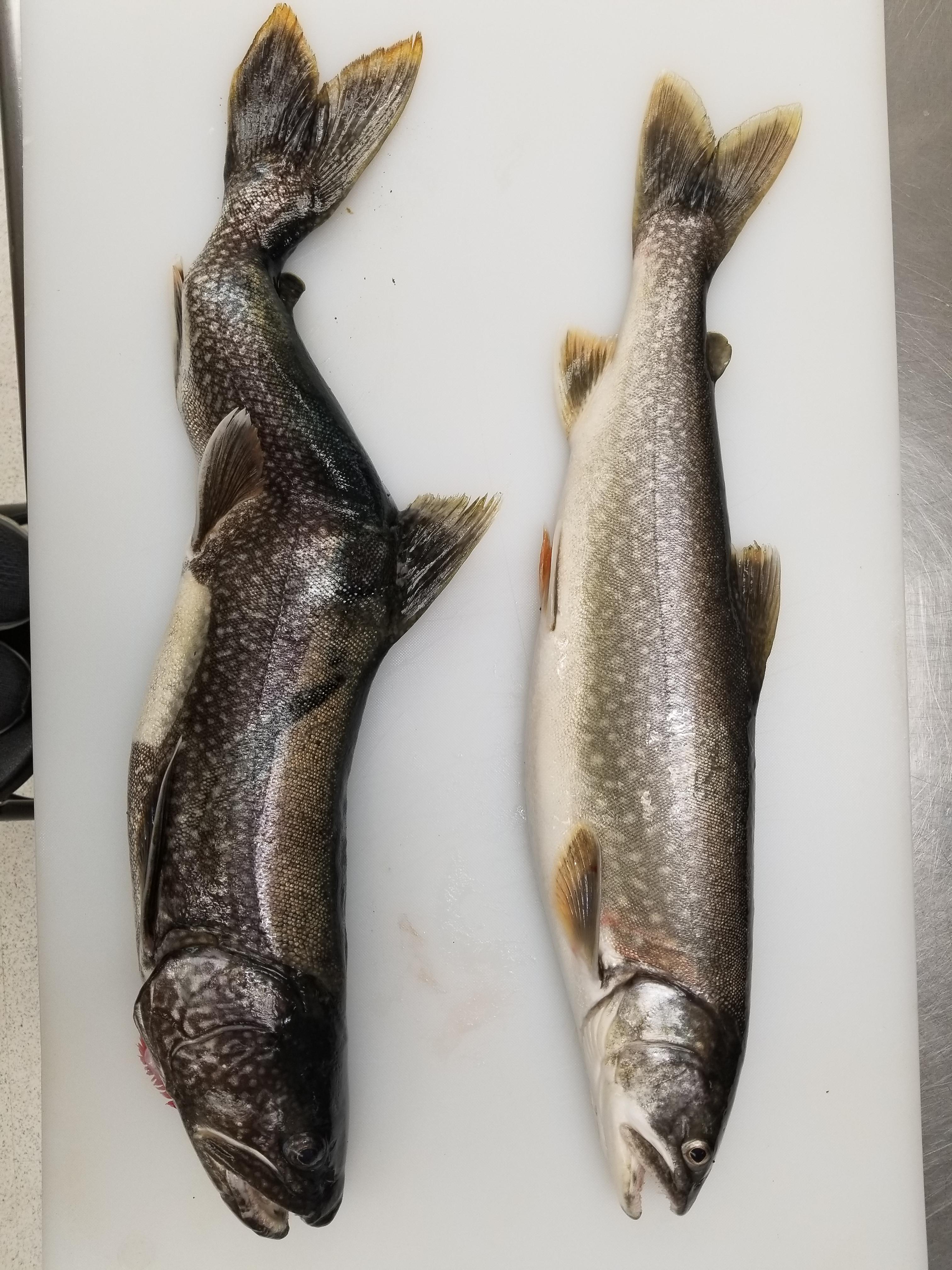 A lake trout from Lake Superior with a seriously messed up spine