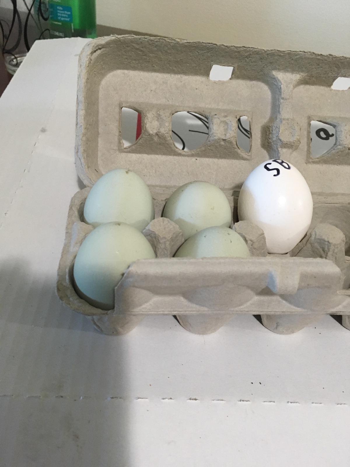 UPDATE Bob's Eggs vs Store bought (SB) white egg r/chickens