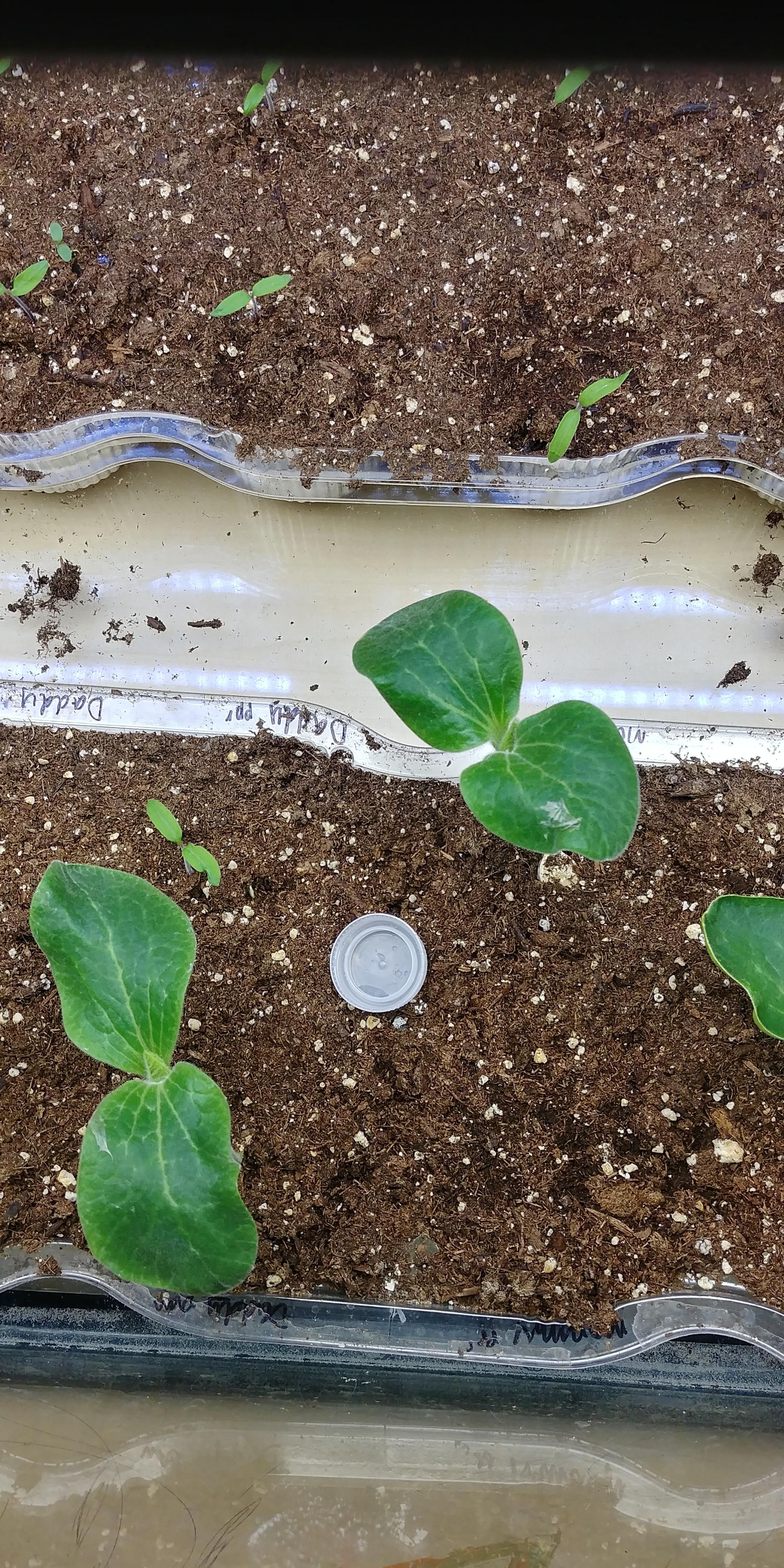 Biggest pumpkin seedlings I have ever had. r/gardening