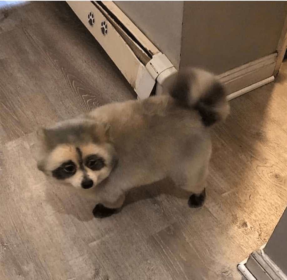 When you want both racoon and a dog as a pet but can only keep one r/aww