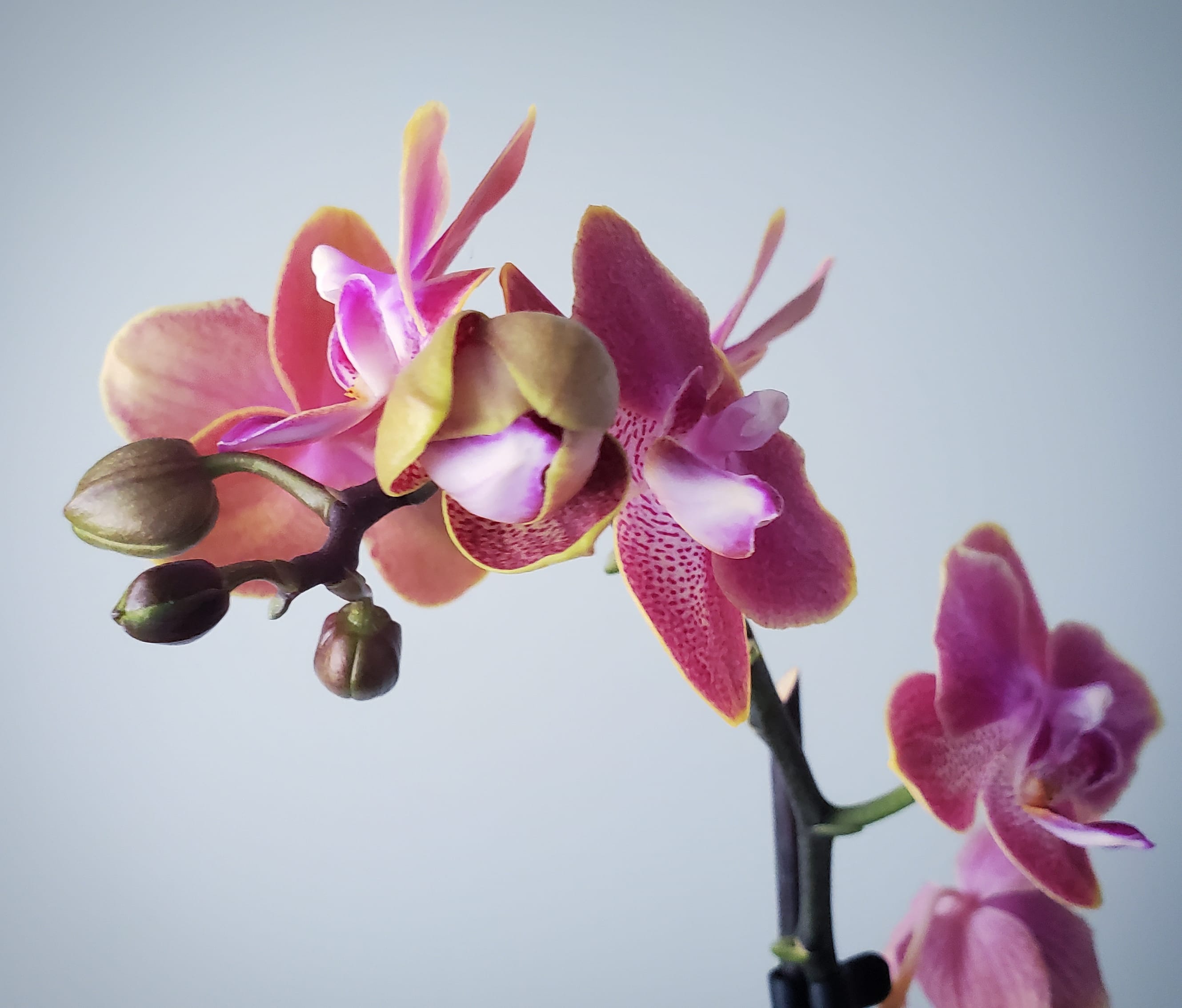 My mini phalaenopsis orchid is reblooming from the same flower spike