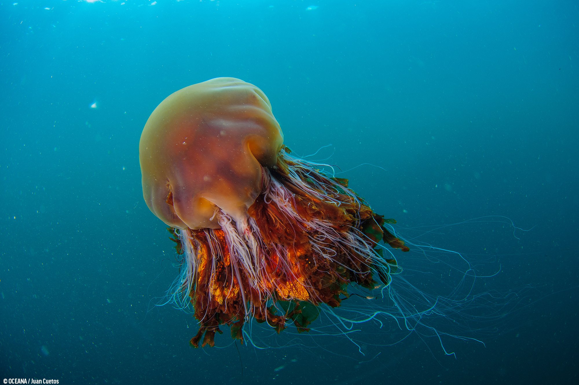 The lion’s mane jellyfish is not only the largest jelly species in the