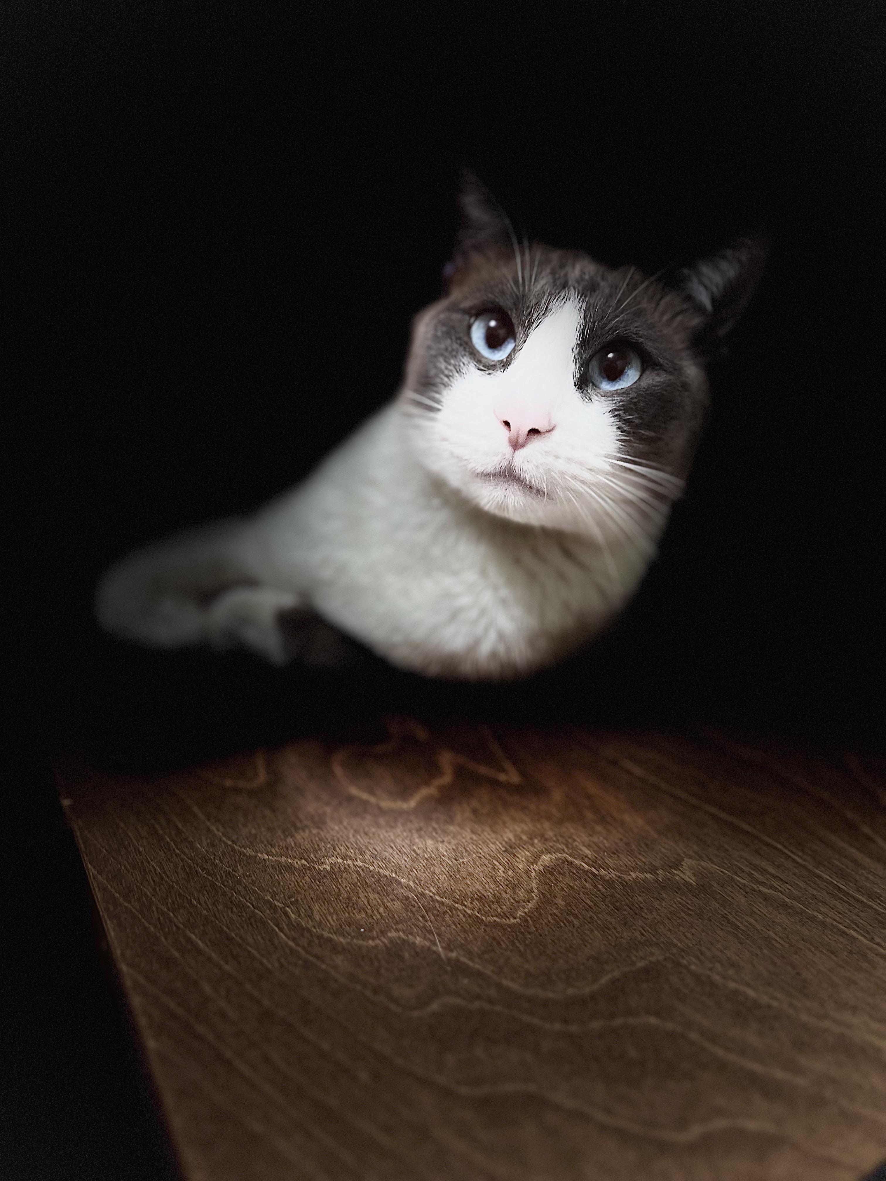 Baby Ozzy r/cats
