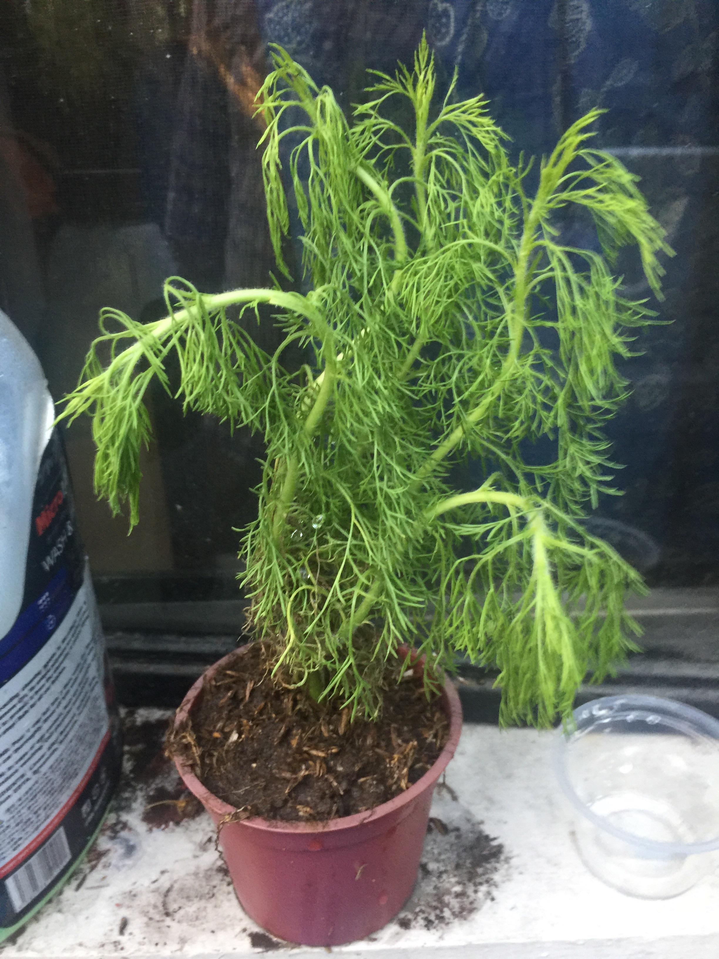 Need Help Droopy Dill r/gardening