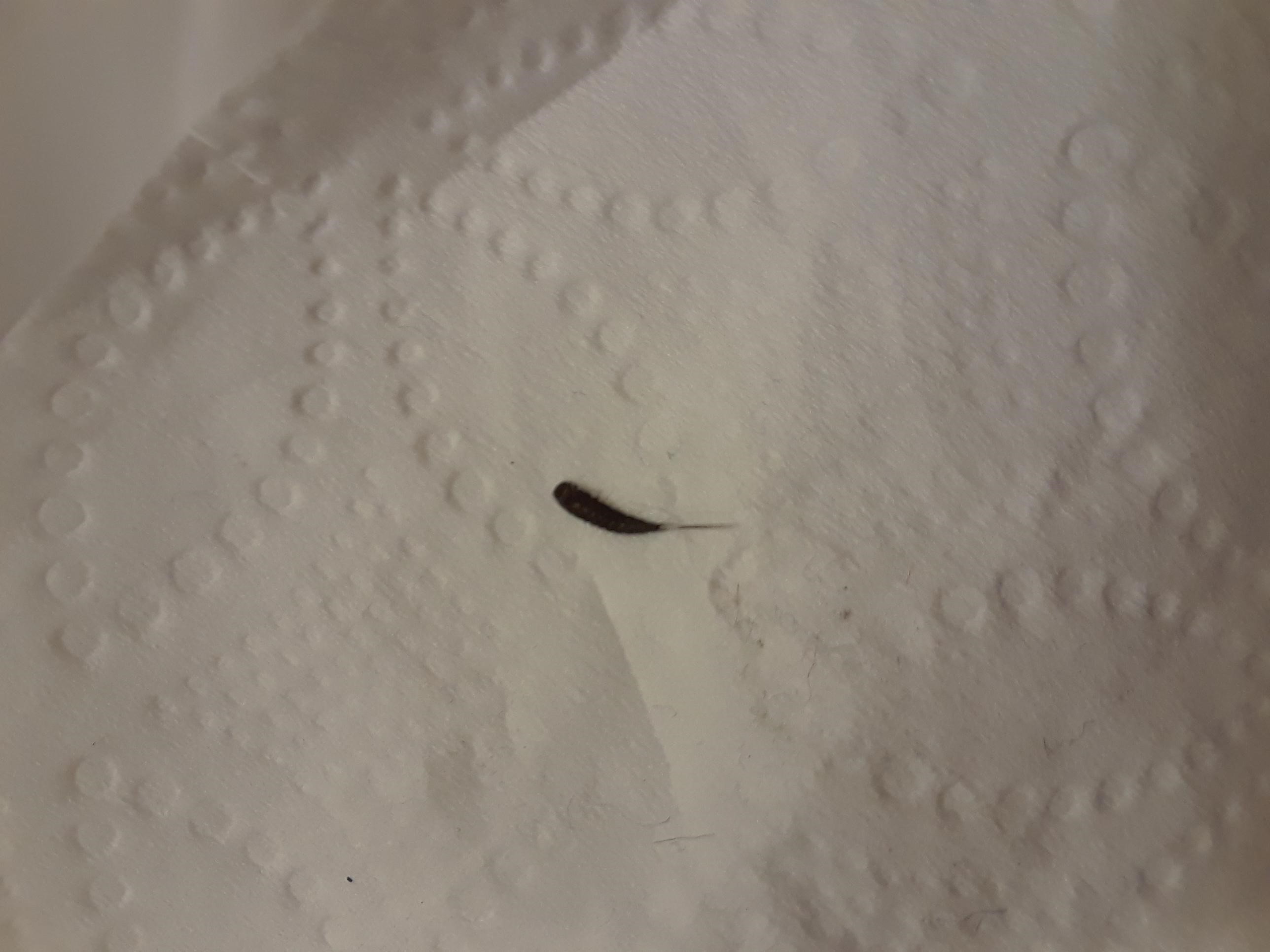 Found this bug on the floor of my closet, and placed it on a tissue