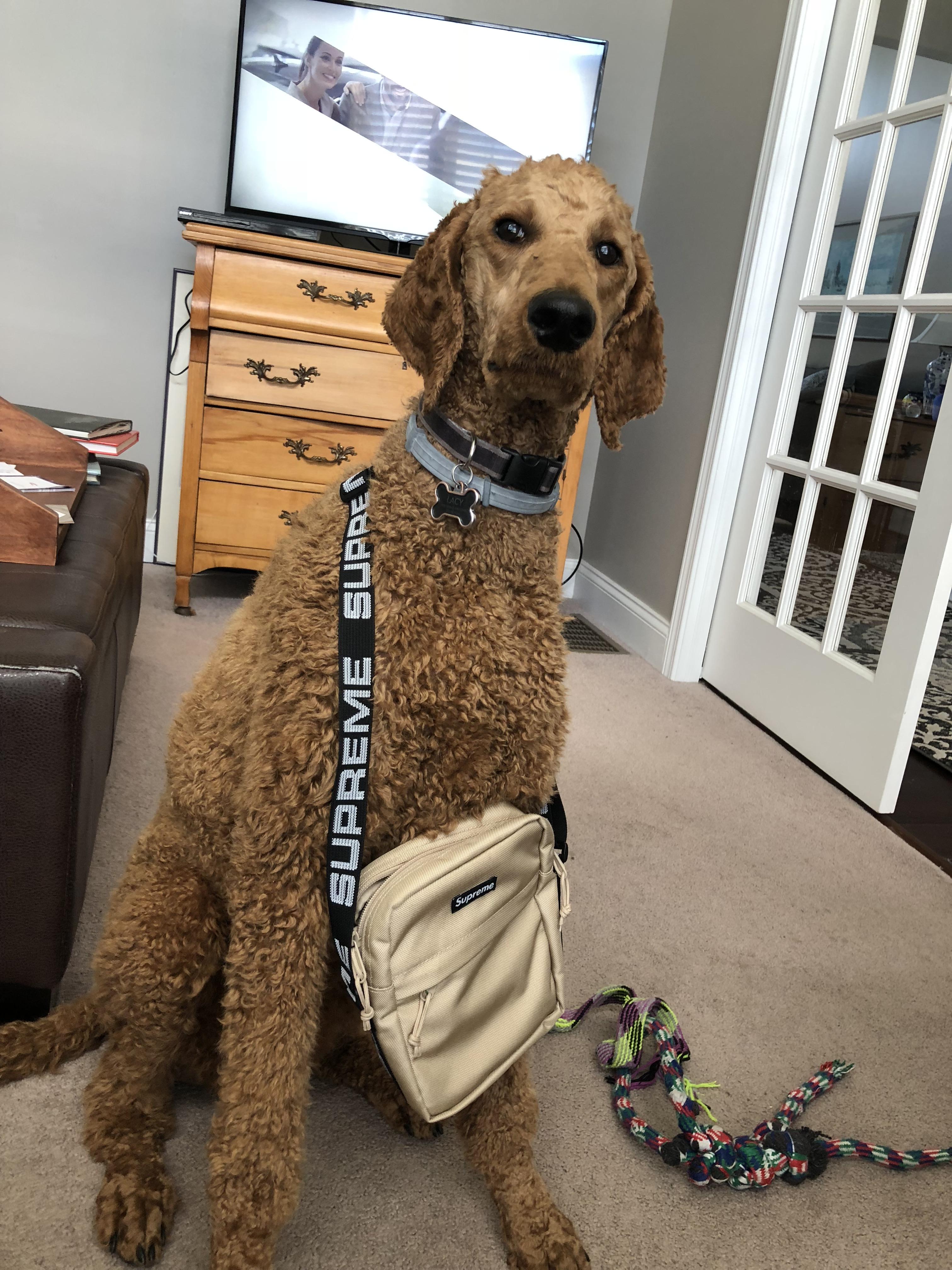 WDYWT Dog version supremeclothing