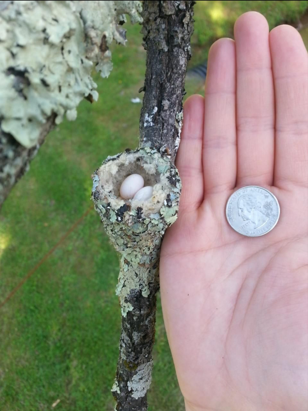 🔥 A hummingbird's nest r/NatureIsFuckingLit