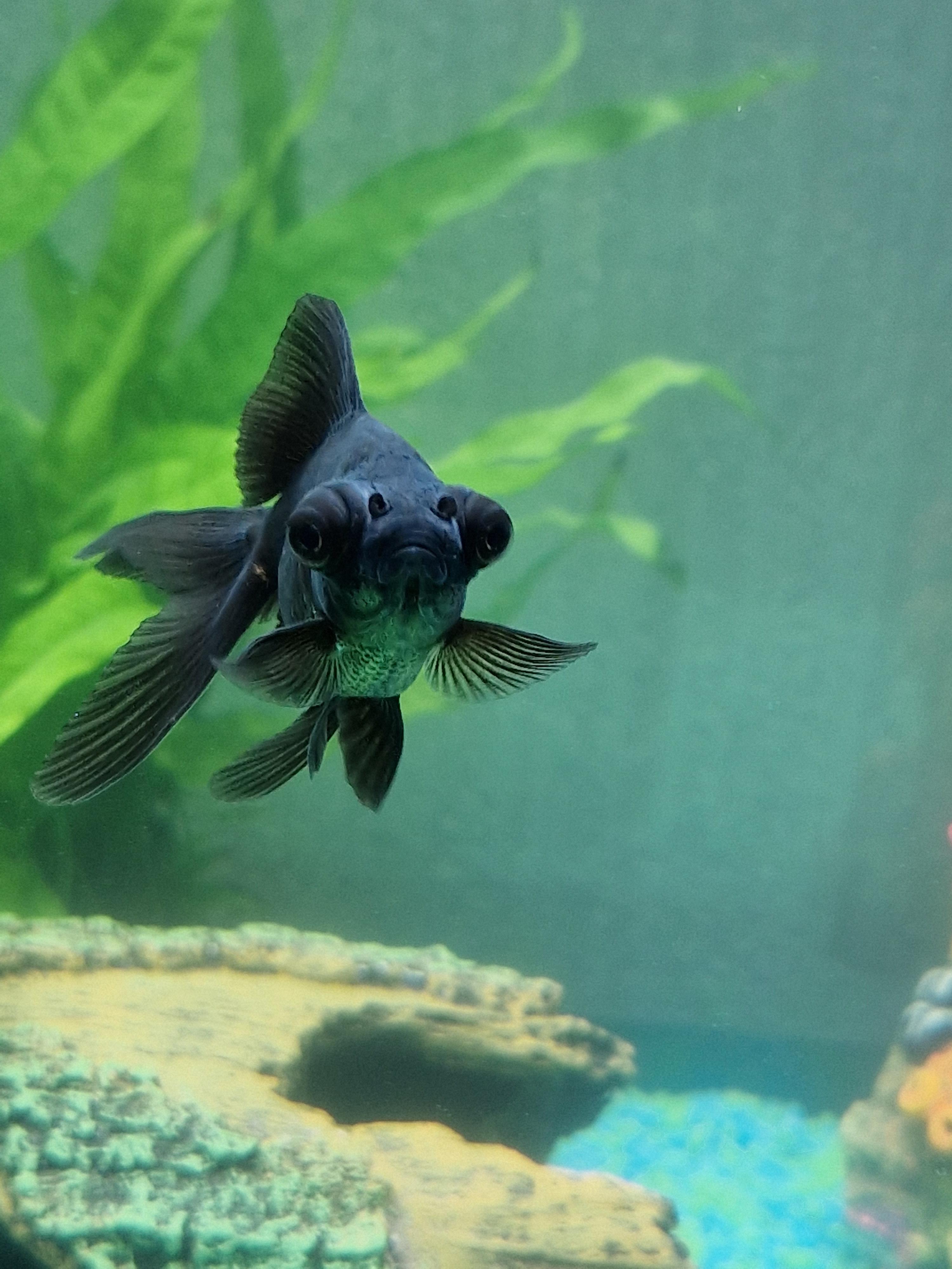 My Black Moor r/Goldfish