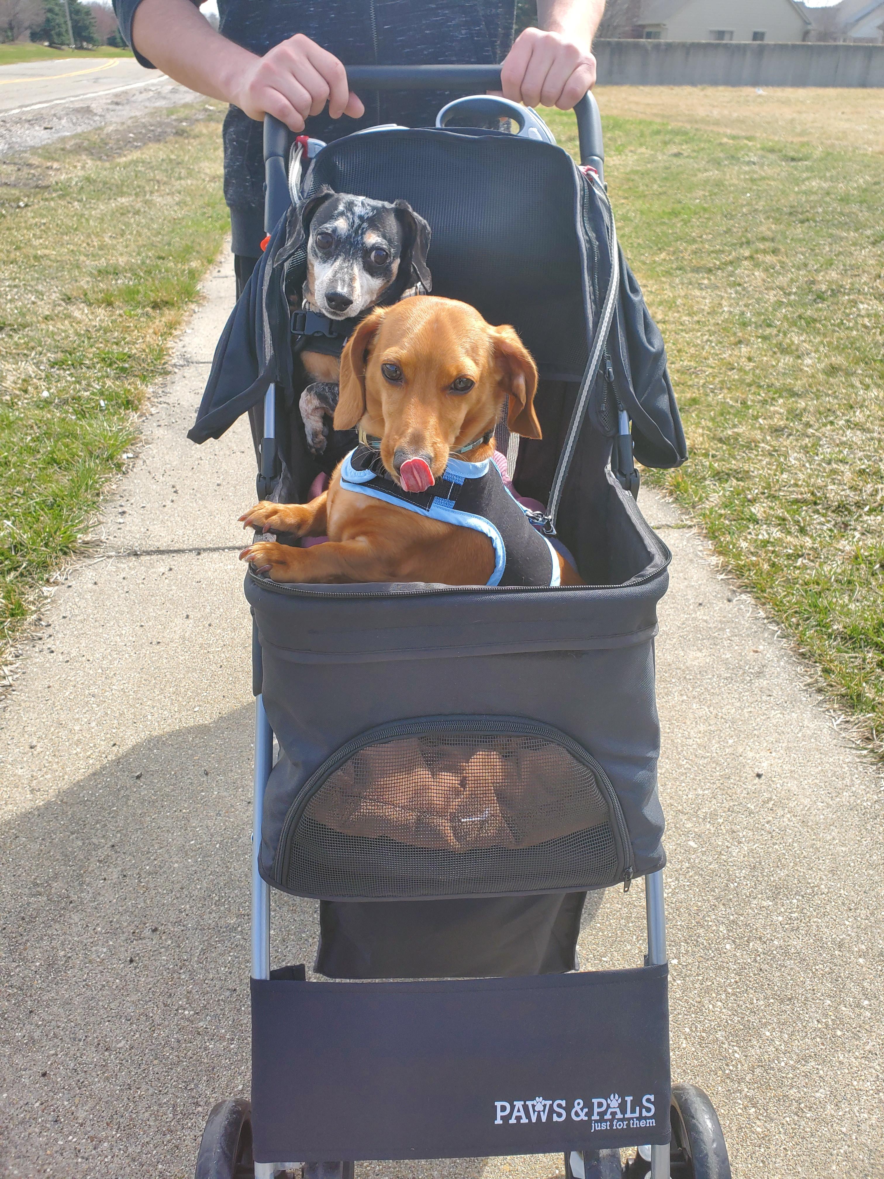 Little weens on a stroller ride! r/Dachshund