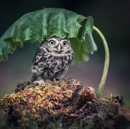 so cute r/Owls