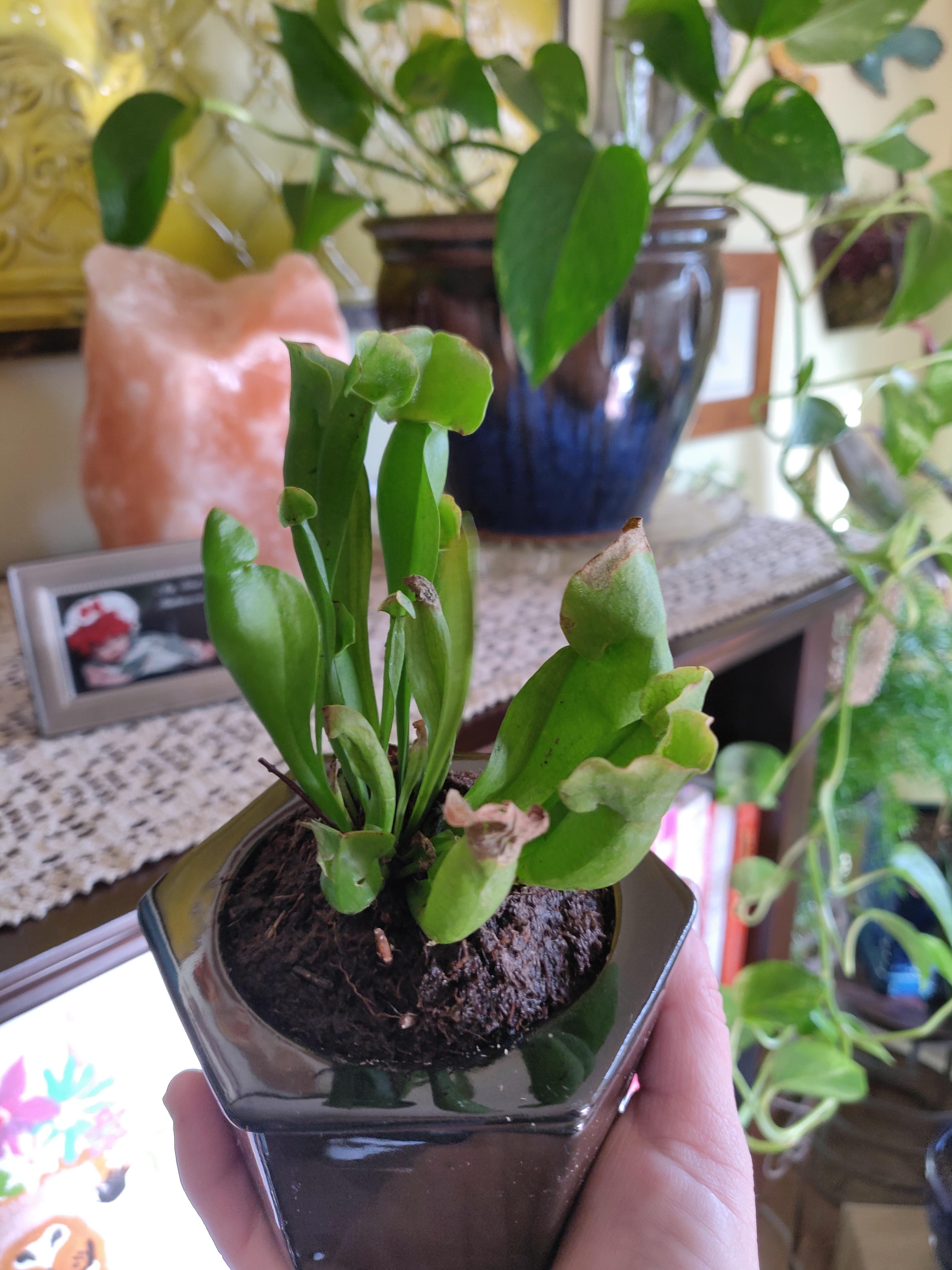 Just bought this pitcher plant. I am hoping it helps with a gnat